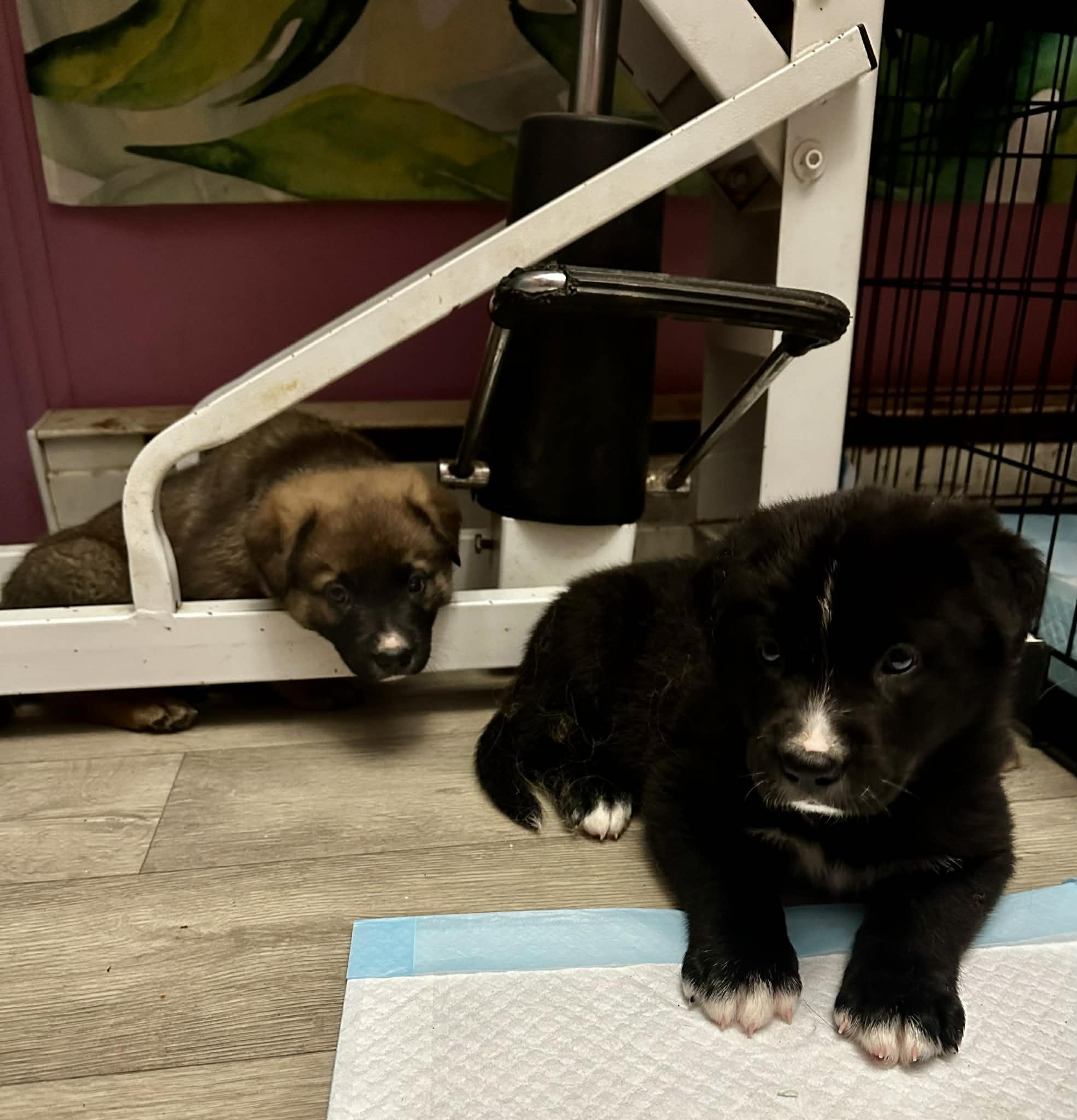 Enlarge Levi, an adopted mixed breed in Lake Cowichan, BC image 3/6