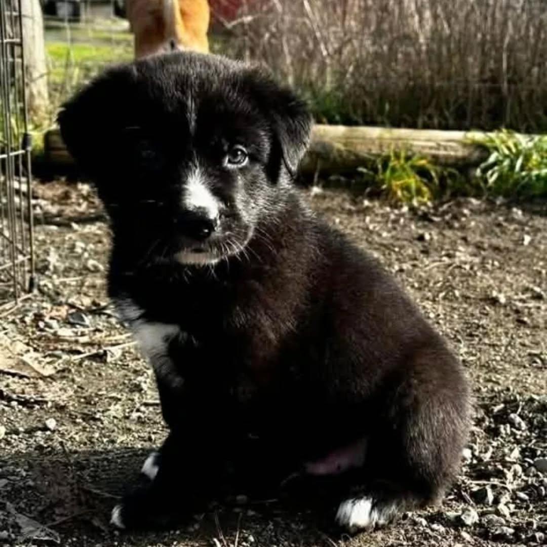 Enlarge Levi, an adopted mixed breed in Lake Cowichan, BC image 1/6