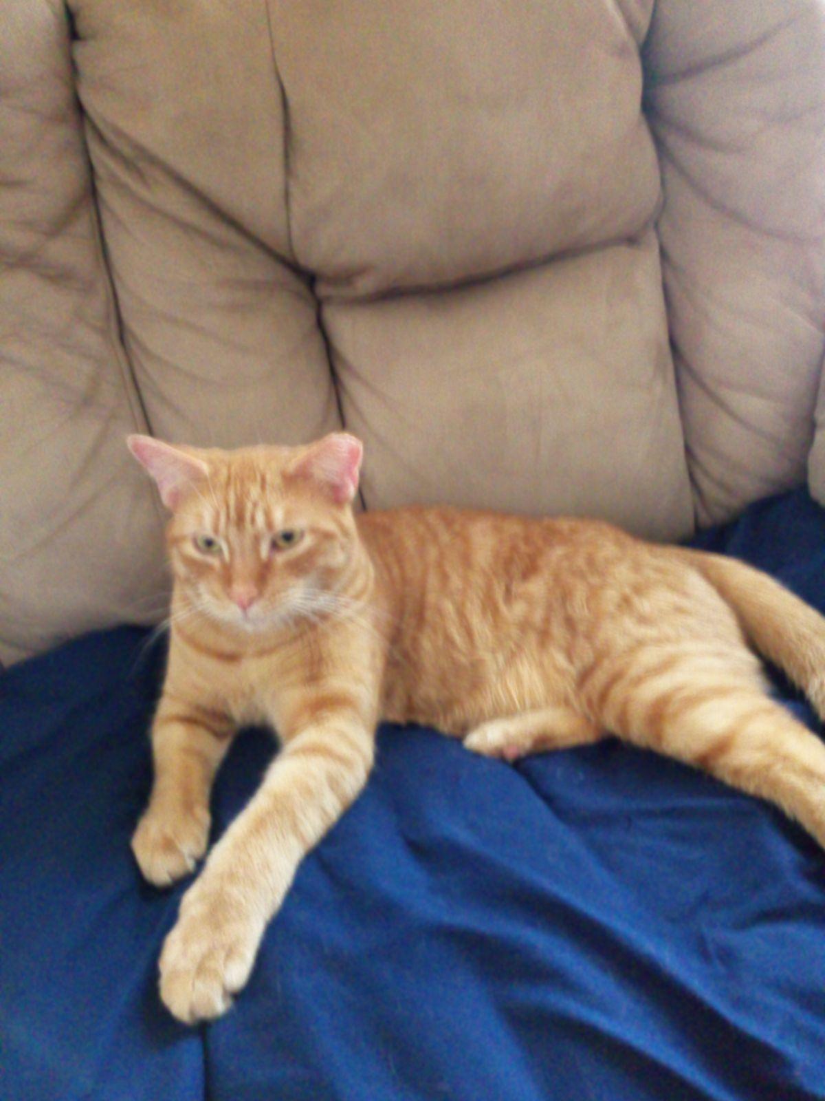 Enlarge Nelson, a Adopted mixed breed in Brighton, MI image 1/6