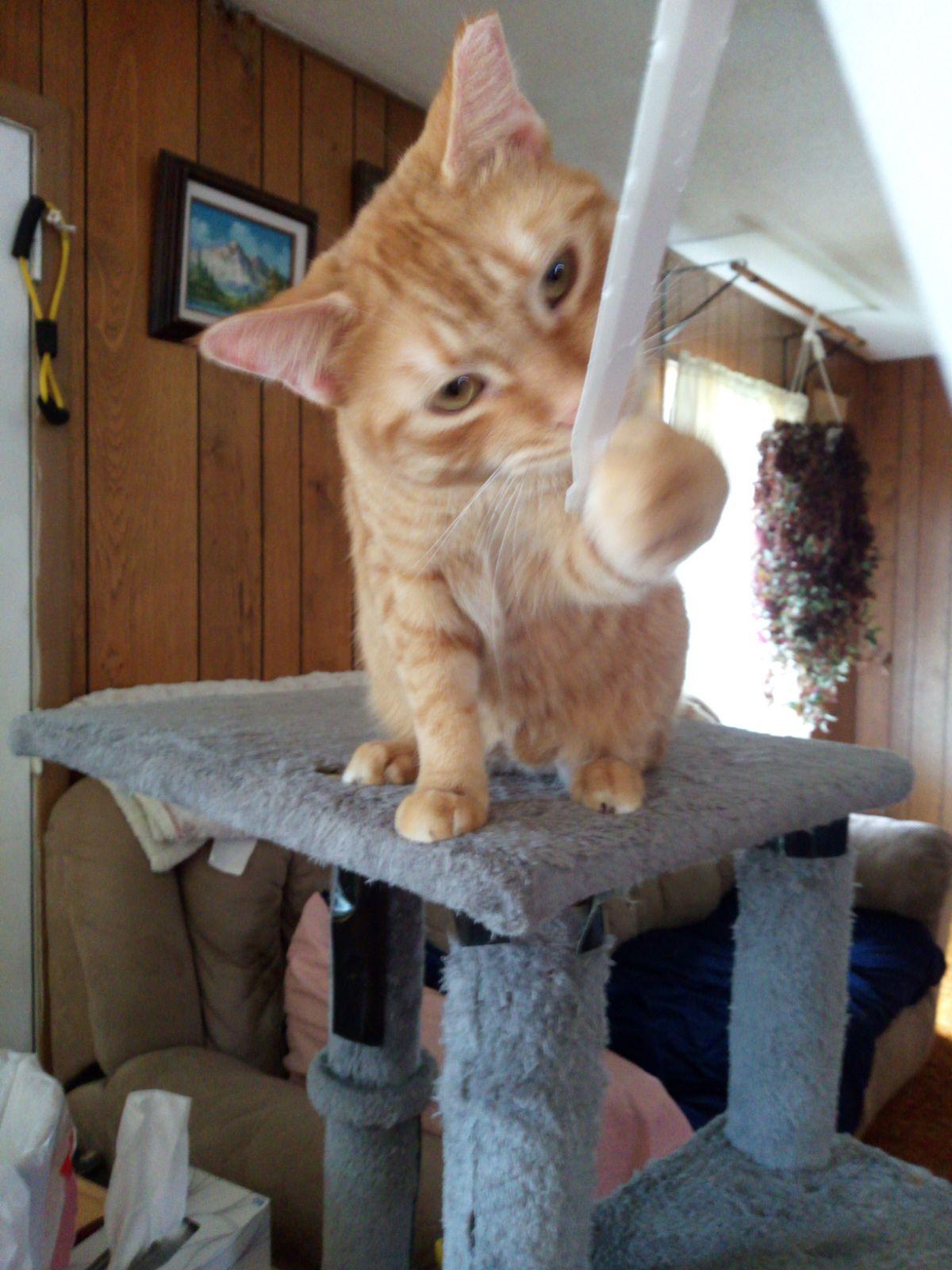 Enlarge Nelson, a Adopted mixed breed in Brighton, MI image 2/6