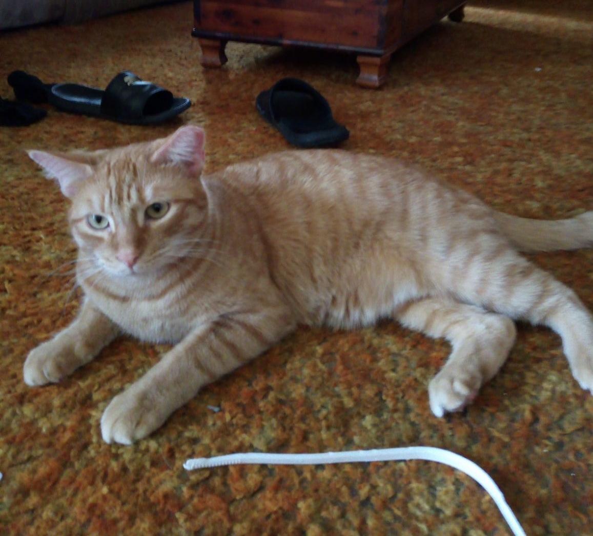 Enlarge Nelson, a Adopted mixed breed in Brighton, MI image 3/6