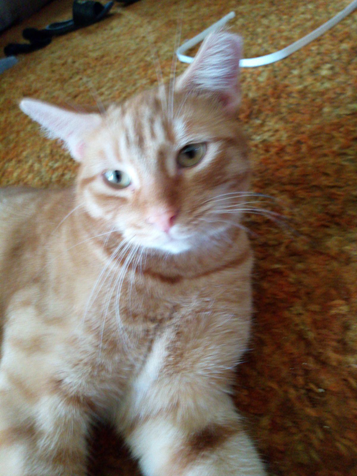 Enlarge Nelson, a Adopted mixed breed in Brighton, MI image 6/6