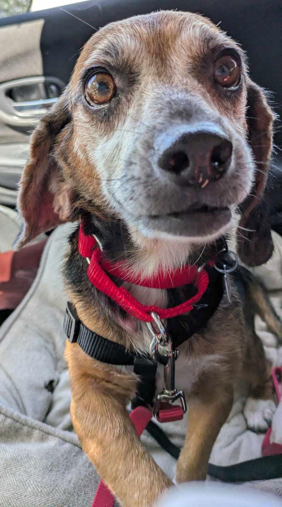 Enlarge Bailey V, a Adoptable Beagle in Dunnellon, FL image 1/3