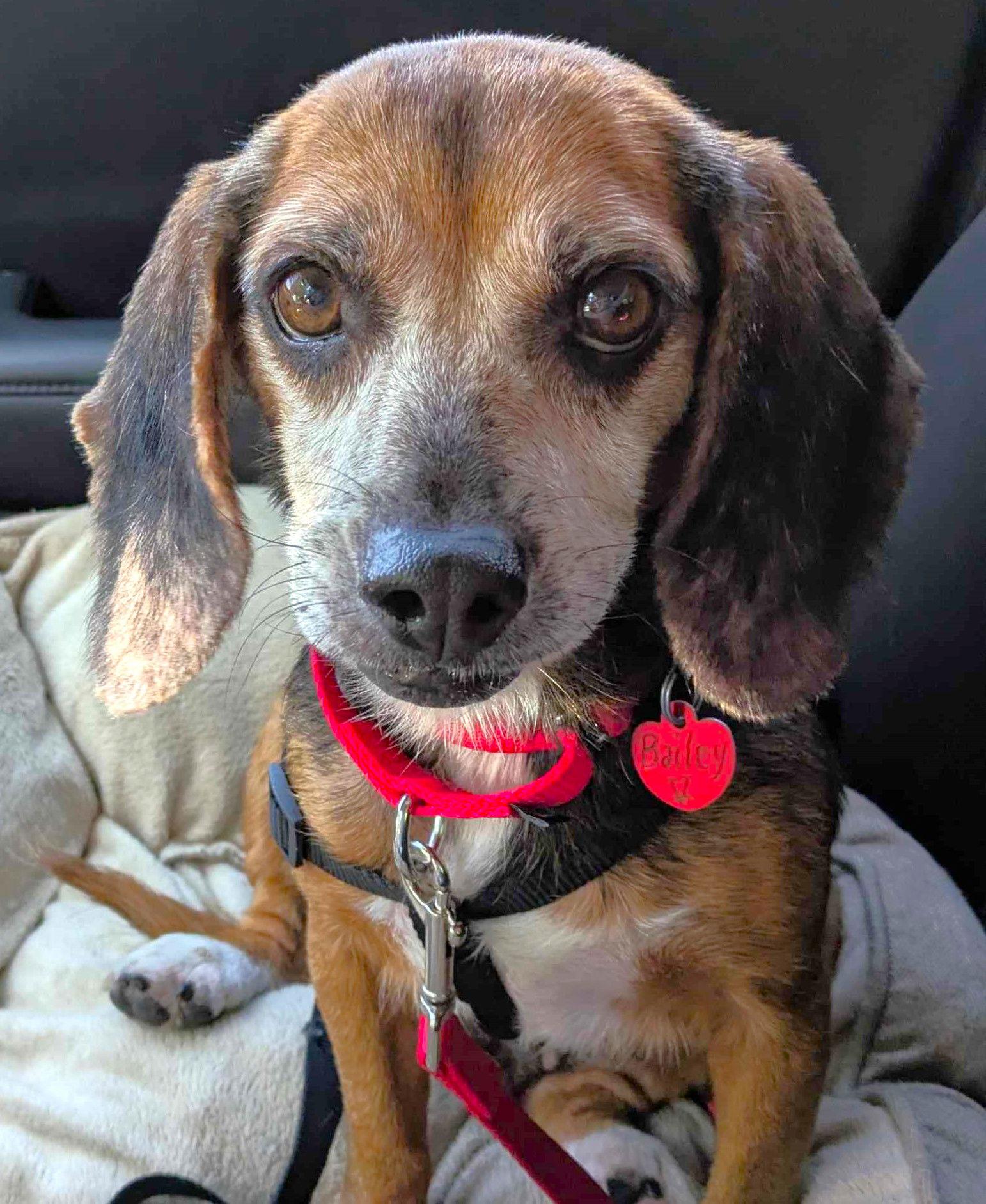 Enlarge Bailey V, a Adoptable Beagle in Dunnellon, FL image 2/3