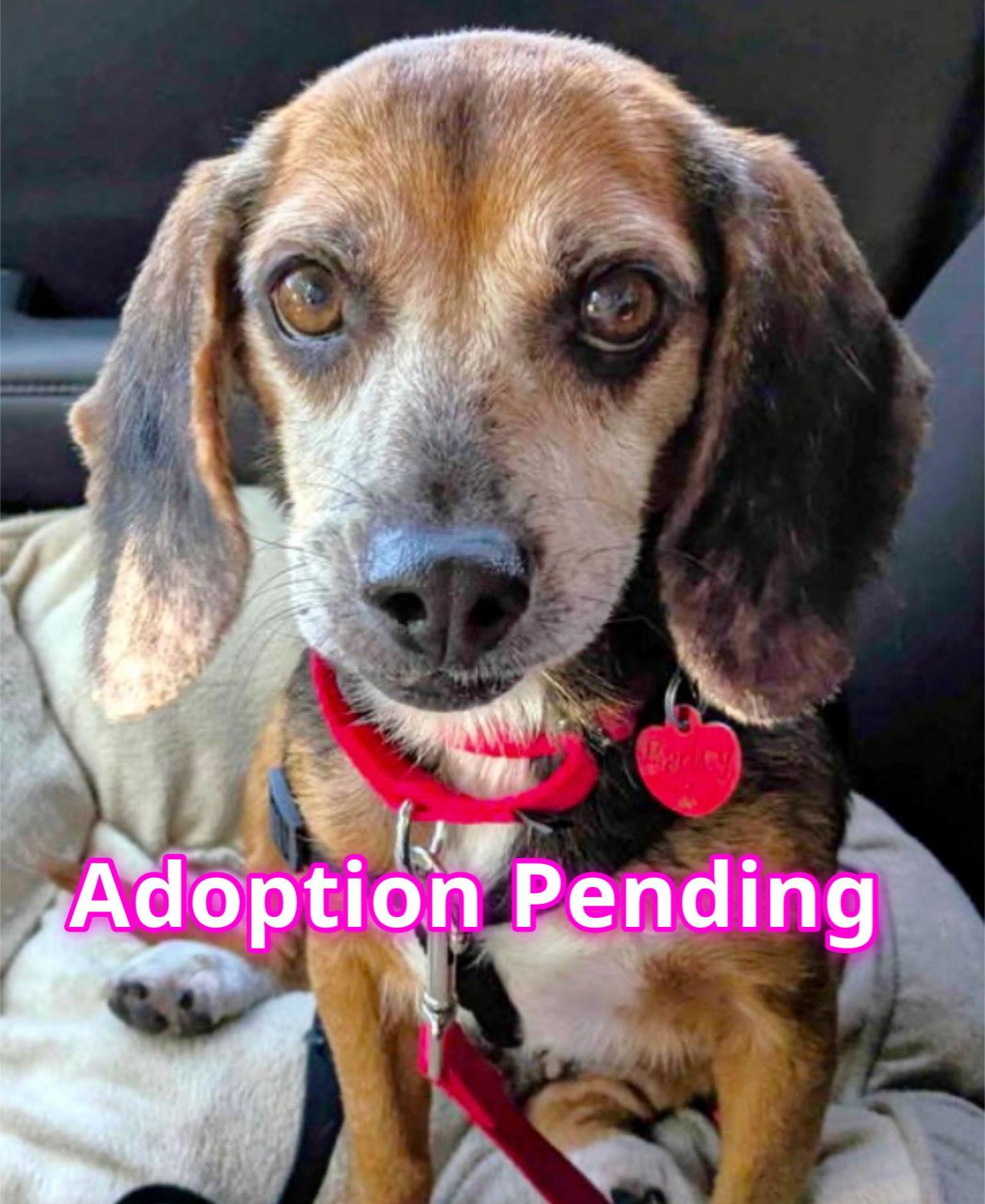 Enlarge Bailey V, a Adoptable Beagle in Dunnellon, FL image 3/3