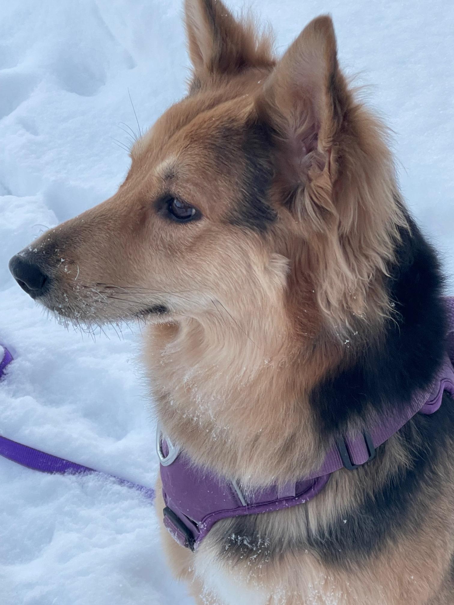 Enlarge Hazel, an adopted mixed breed in Winnipeg, MB image 2/6