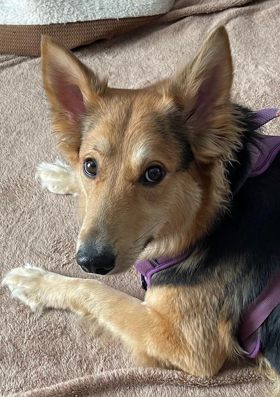 Enlarge Hazel, an adopted mixed breed in Winnipeg, MB image 5/6