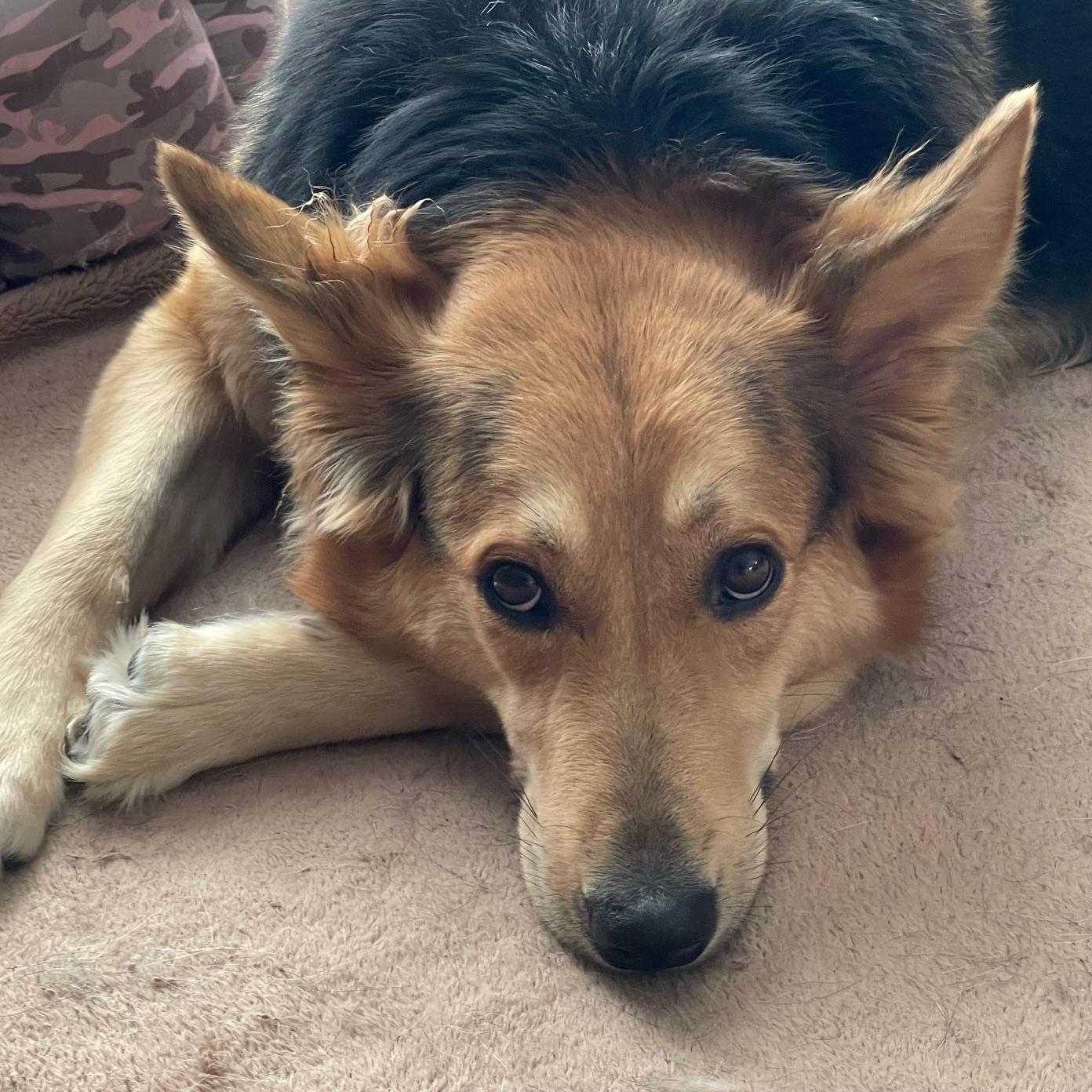 Enlarge Hazel, an adopted mixed breed in Winnipeg, MB image 6/6