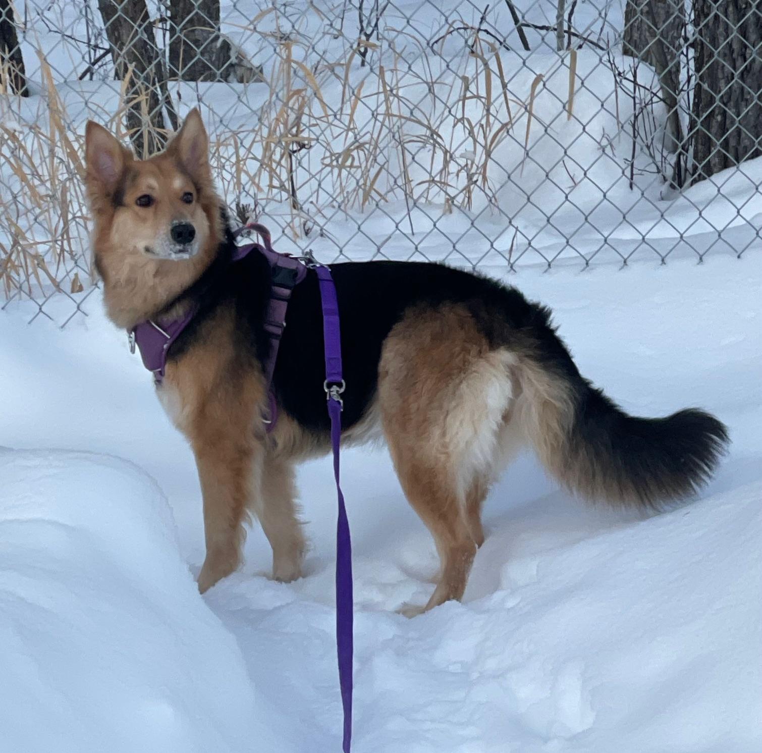Enlarge Hazel, an adopted mixed breed in Winnipeg, MB image 3/6