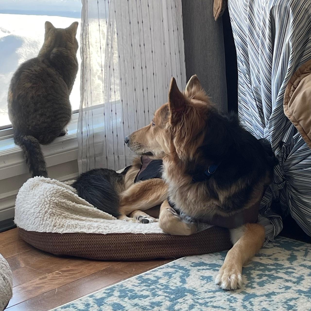 Enlarge Hazel, an adopted mixed breed in Winnipeg, MB image 4/6