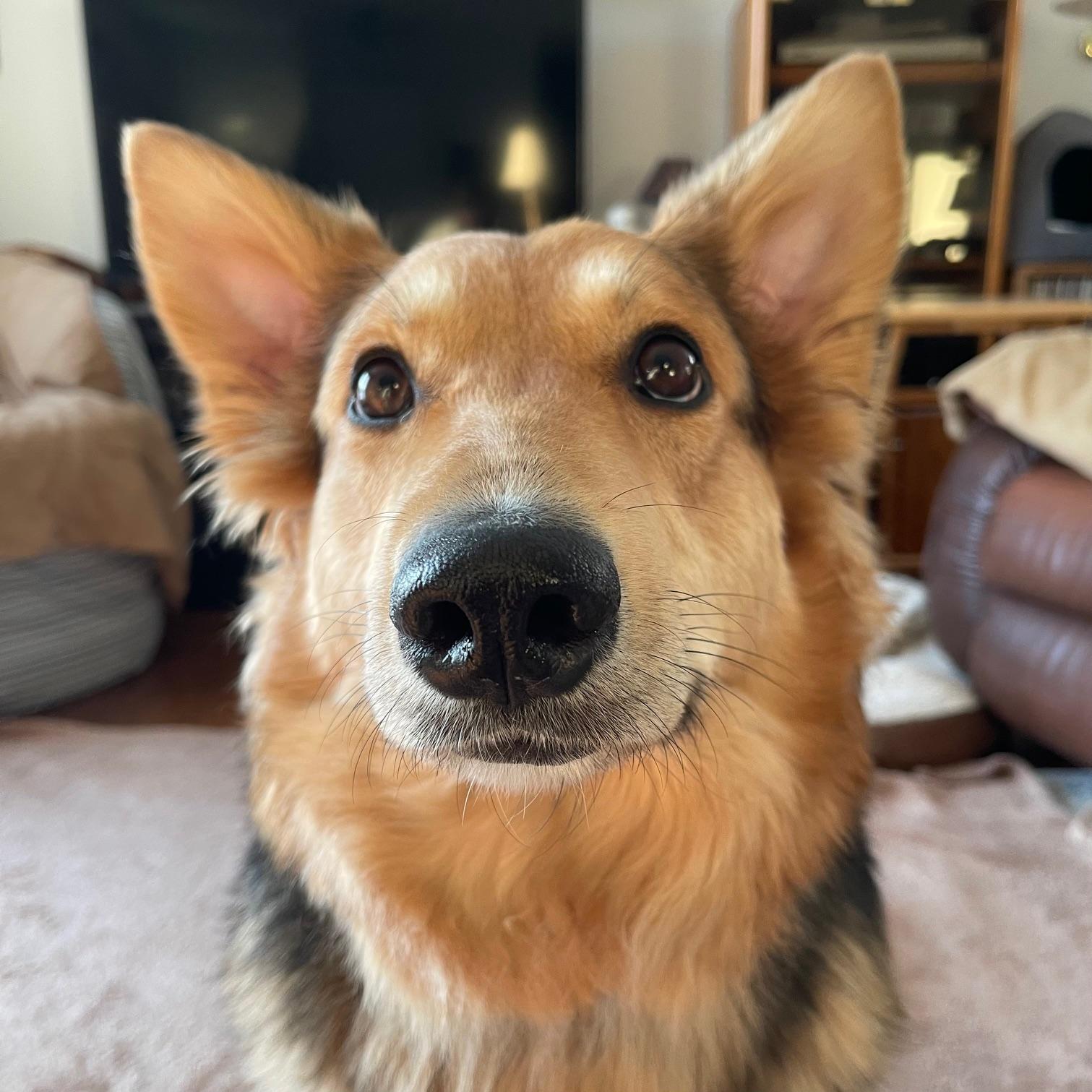 Enlarge Hazel, an adopted mixed breed in Winnipeg, MB image 1/6