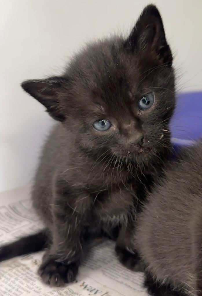 Nala, Adoptable, Kitten Female Domestic Short Hair.