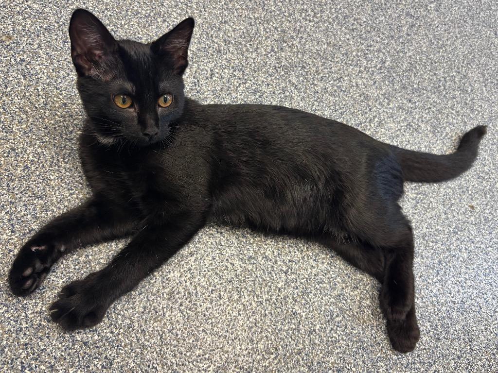 Enlarge Nala, a Adoptable mixed breed in Carthage, MO image 2/2
