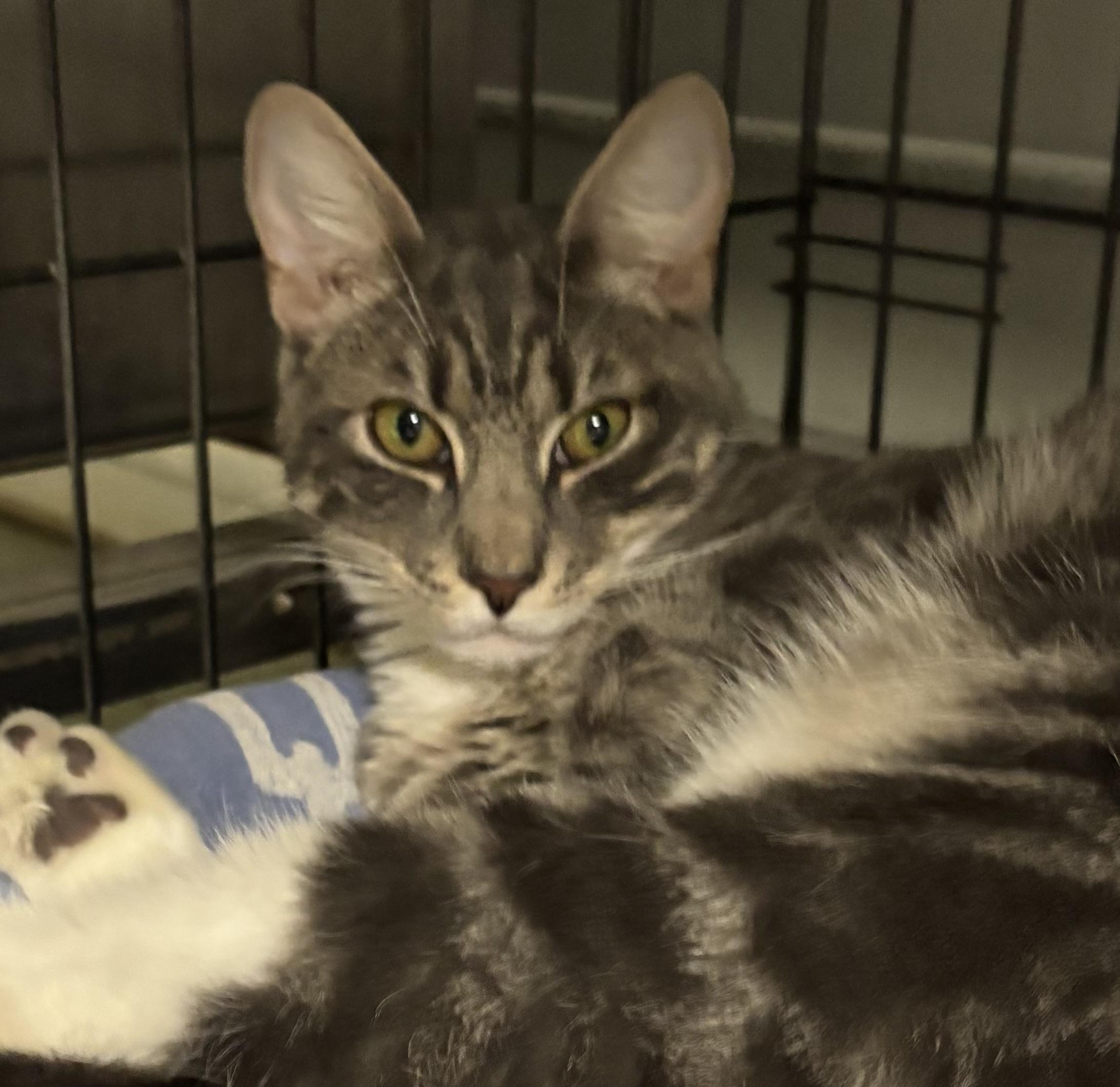 Hopscotch, Adoptable, Young Male Domestic Short Hair.