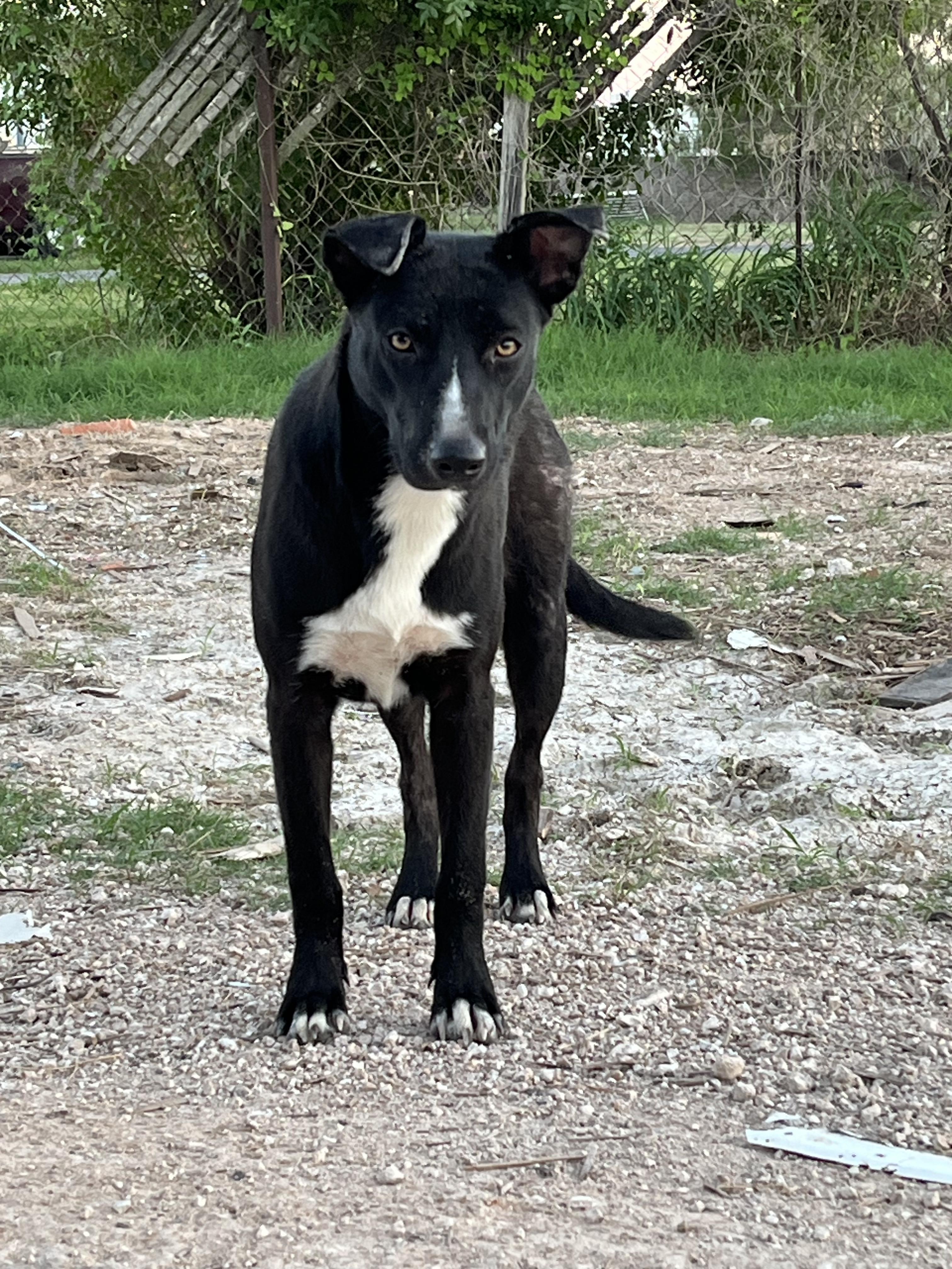 Enlarge Soley, a Adoptable mixed breed in St. Catharines, ON image 4/6