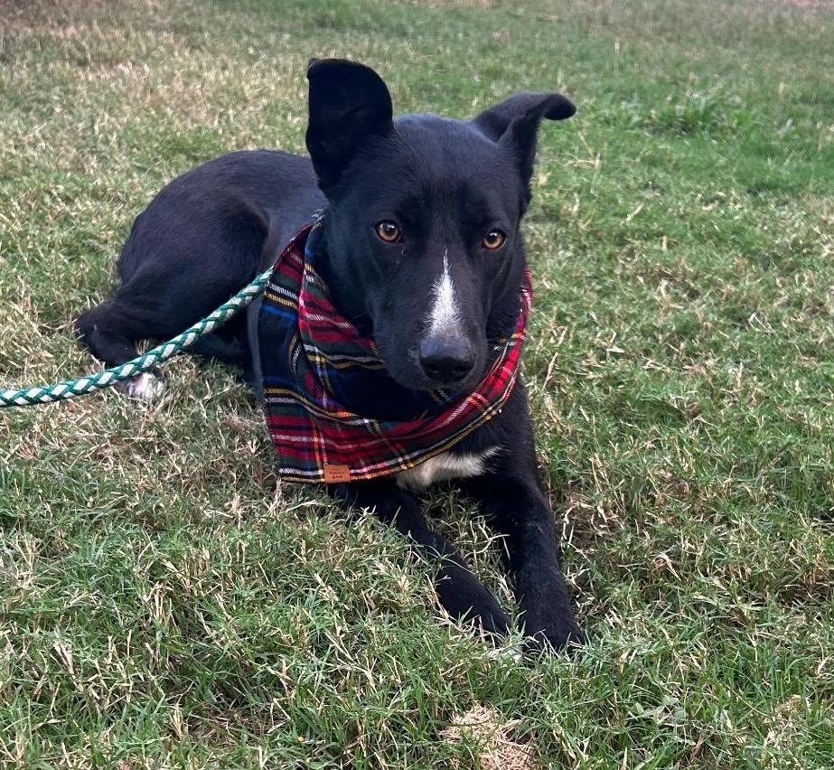 Enlarge Soley, a Adoptable mixed breed in St. Catharines, ON image 3/6