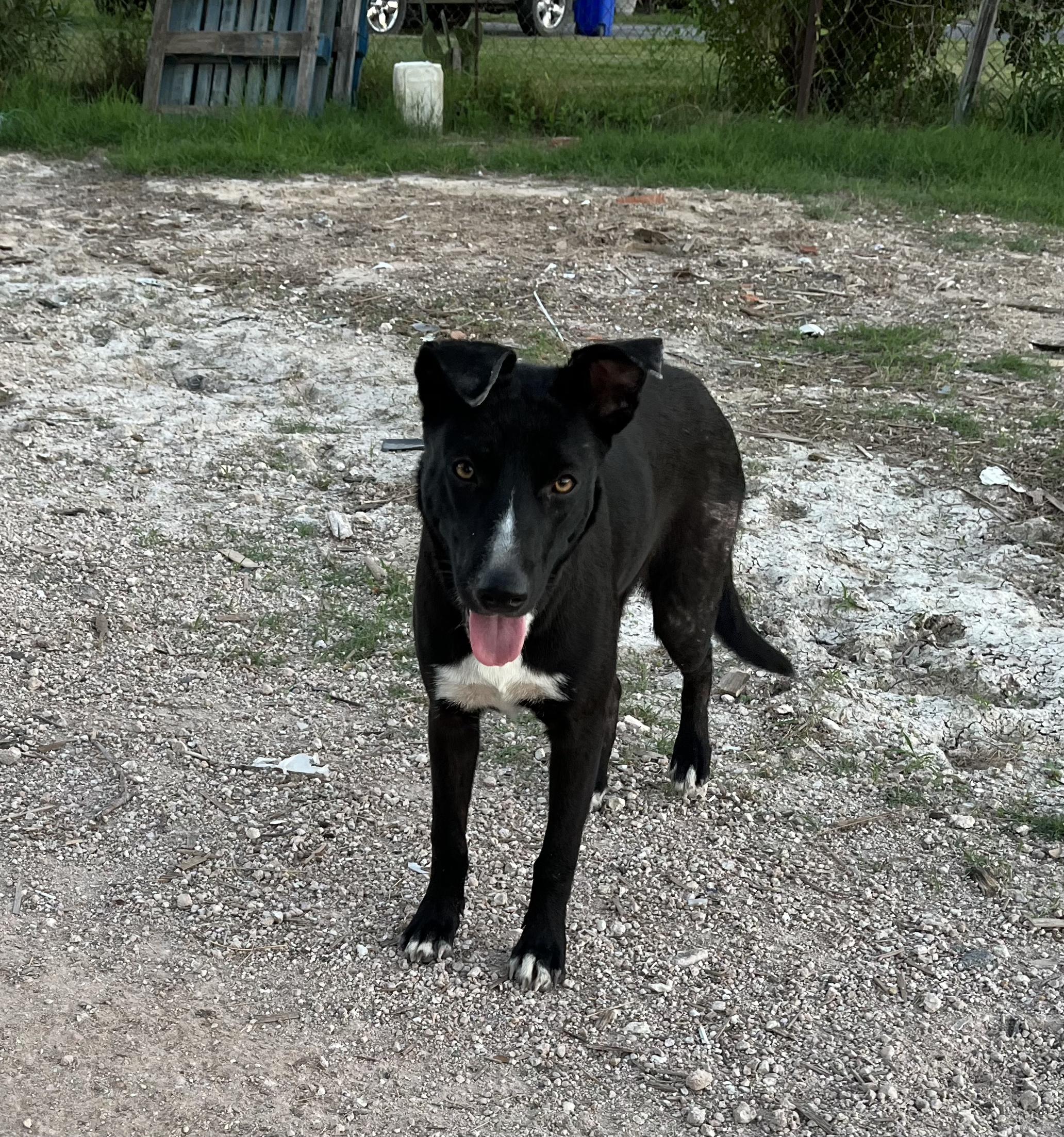 Enlarge Soley, a Adoptable mixed breed in St. Catharines, ON image 6/6