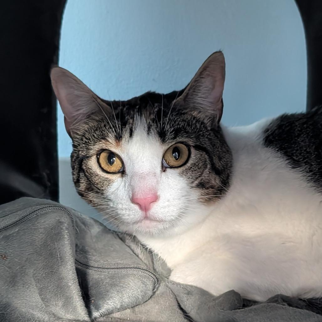 Snow, Adoptable, Adult Female Domestic Short Hair.