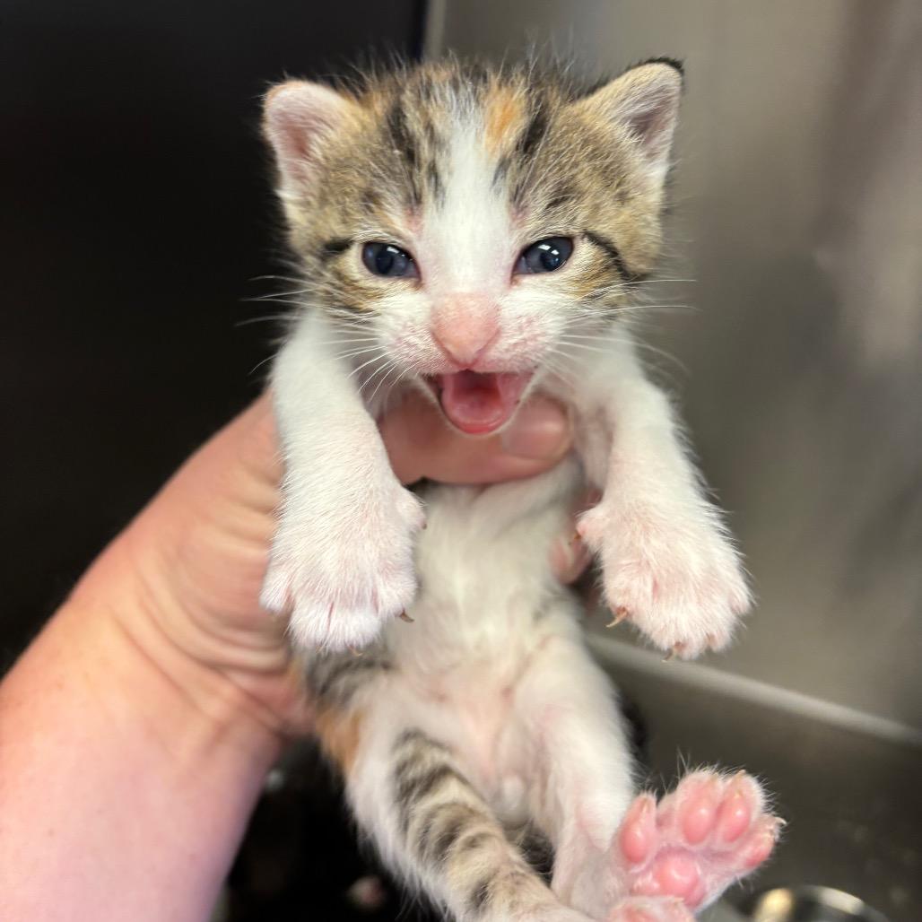 Enlarge Snow, a Adoptable Domestic Short Hair in Hinesville, GA image 2/3