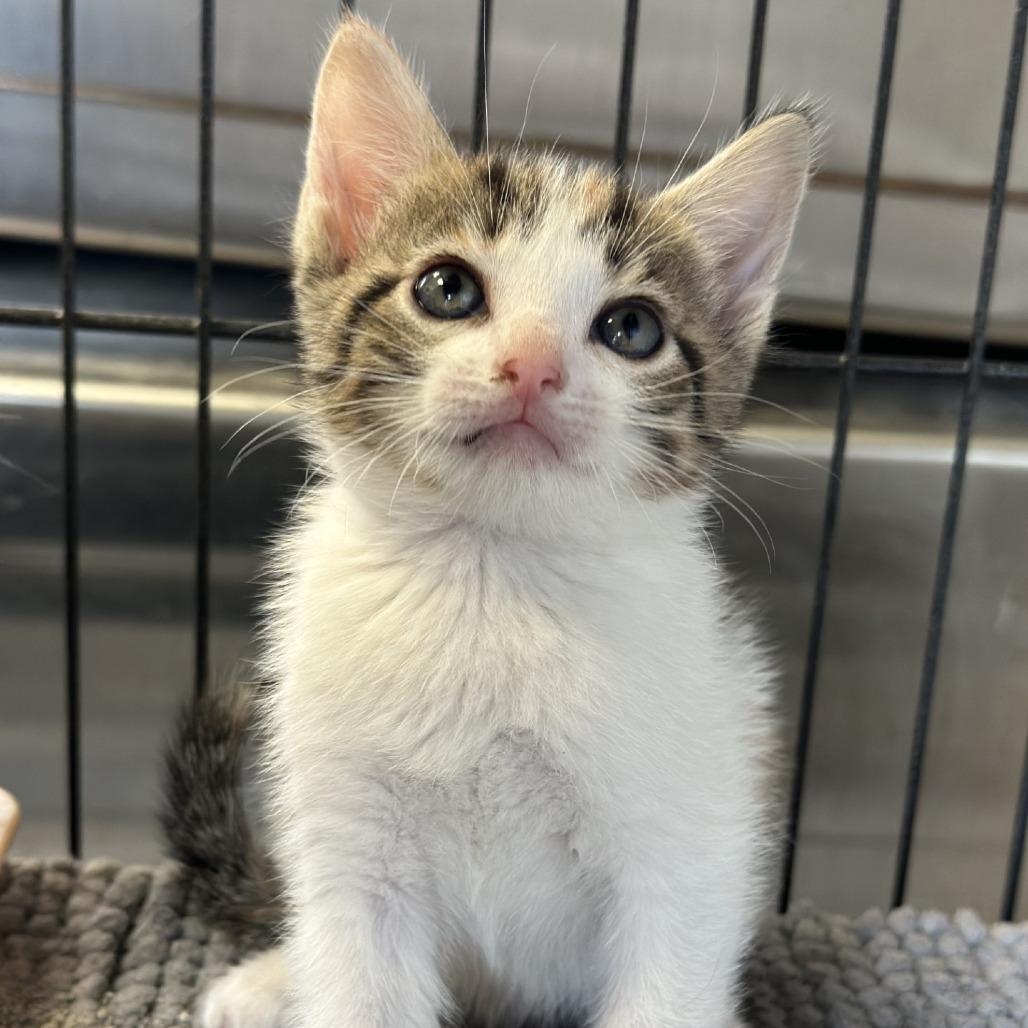 Enlarge Snow, a Adoptable Domestic Short Hair in Hinesville, GA image 3/3