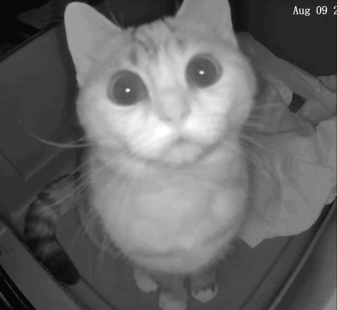 Enlarge Honey Bun, a Adopted mixed breed in Brantford, ON image 2/4