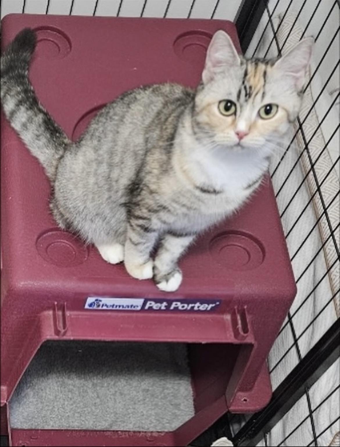 Enlarge Honey Bun, a Adopted mixed breed in Brantford, ON image 3/4