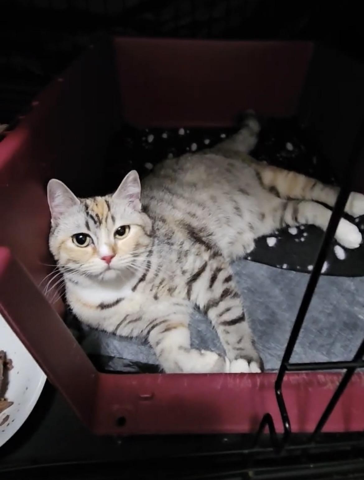 Enlarge Honey Bun, a Adopted mixed breed in Brantford, ON image 4/4