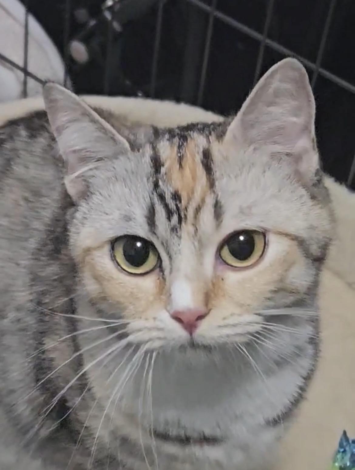 Enlarge Honey Bun, a Adopted mixed breed in Brantford, ON image 1/4