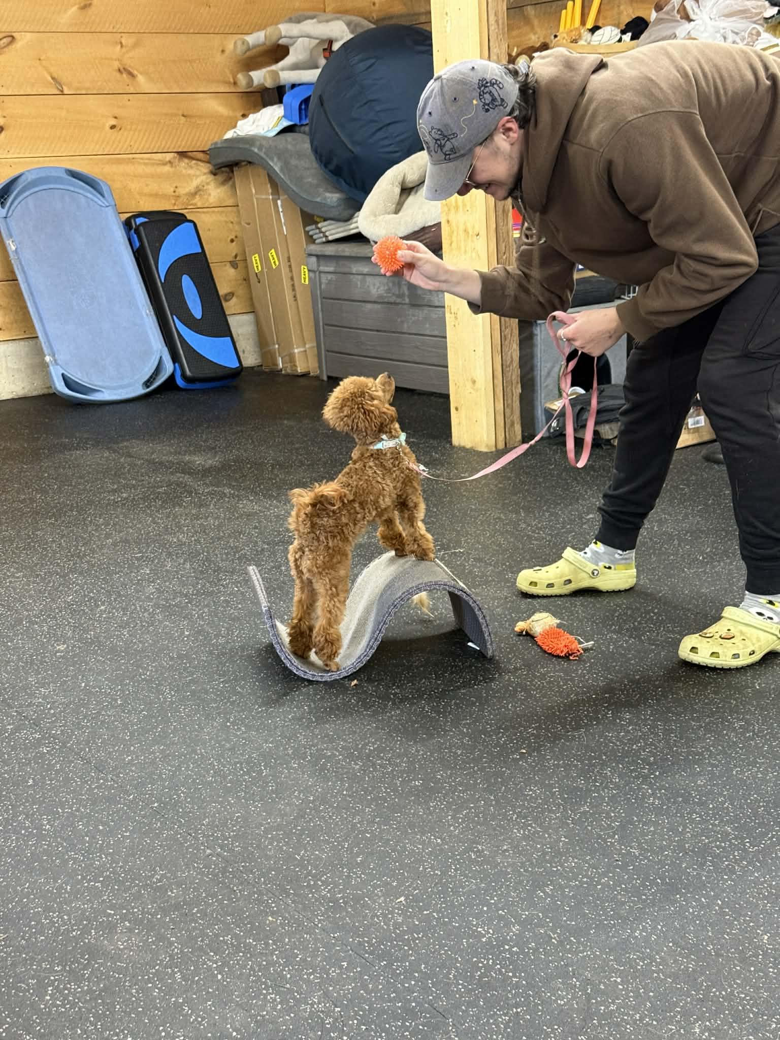 Phoebe, Adoptable, Adult Female Miniature Poodle.