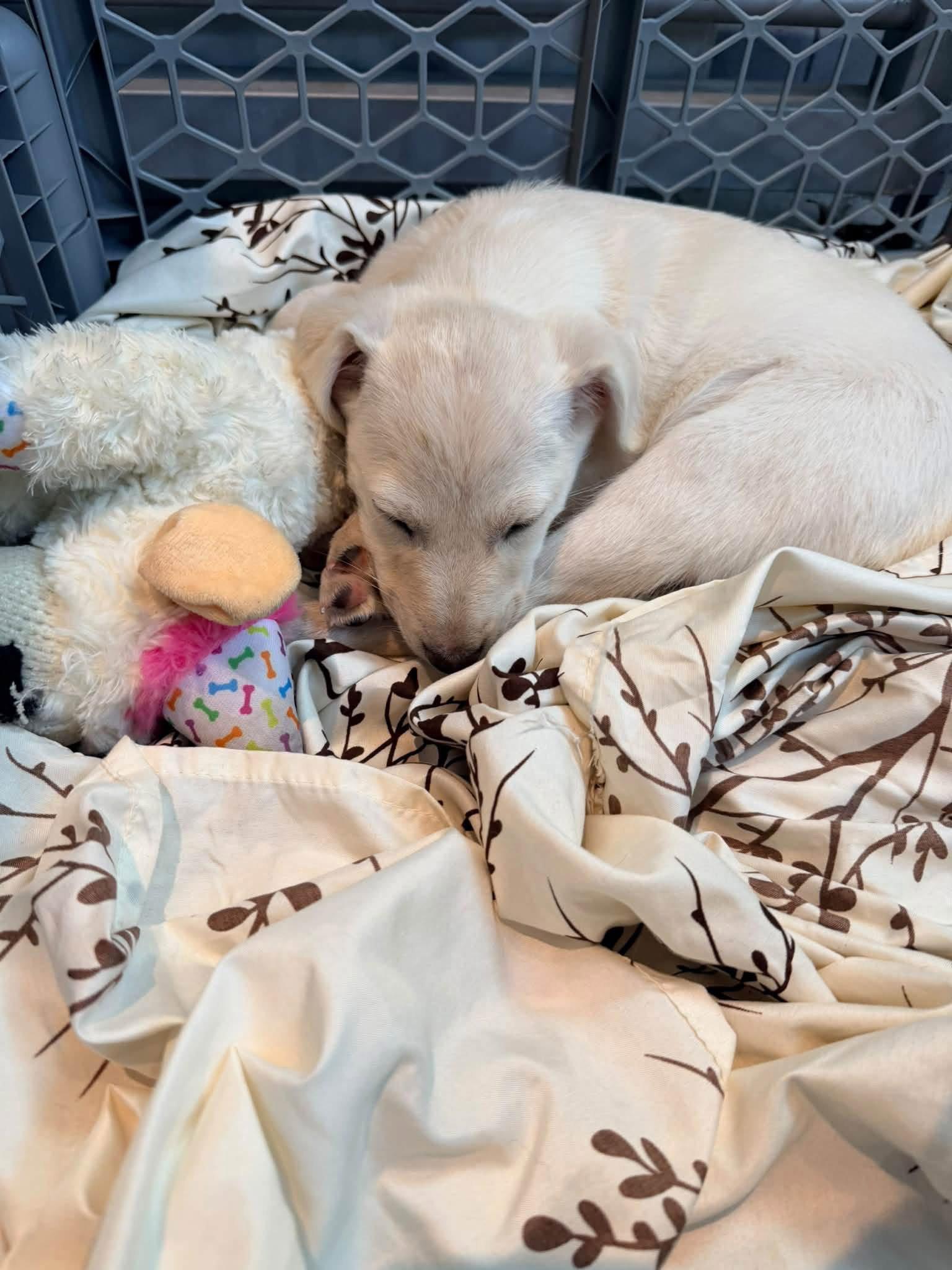 Enlarge Pennie, a Adoptable mixed breed in New London, WI image 2/3