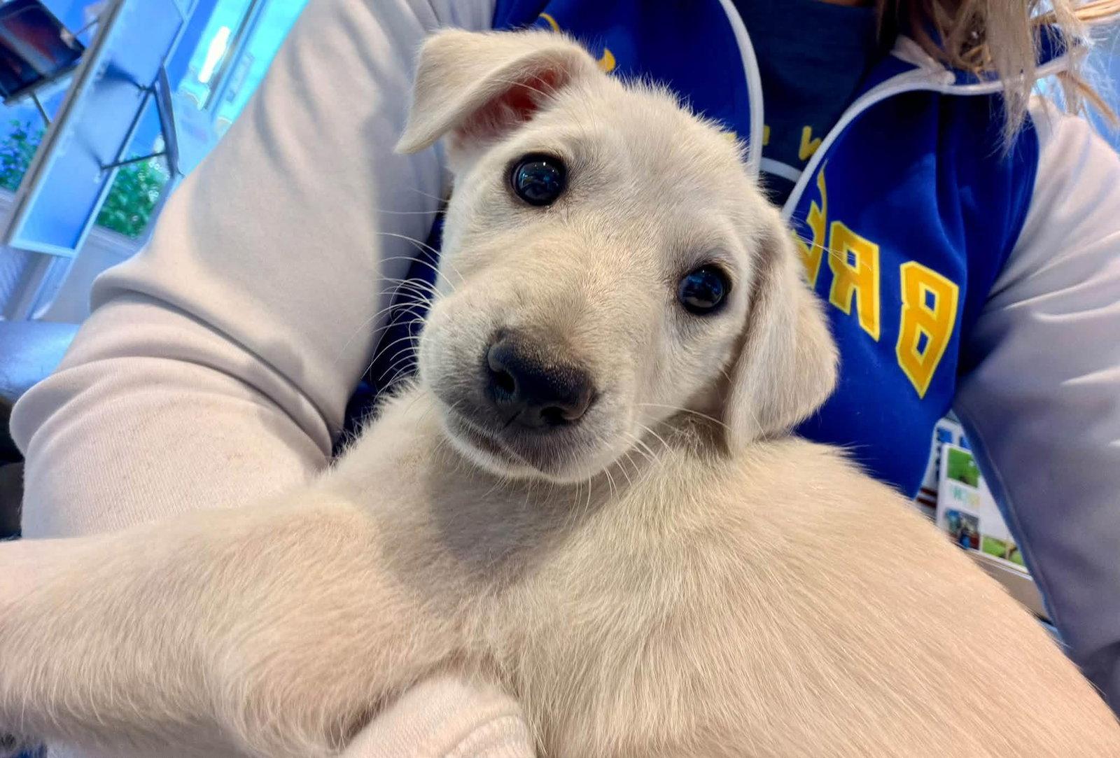Enlarge Pennie, a Adoptable mixed breed in New London, WI image 3/3