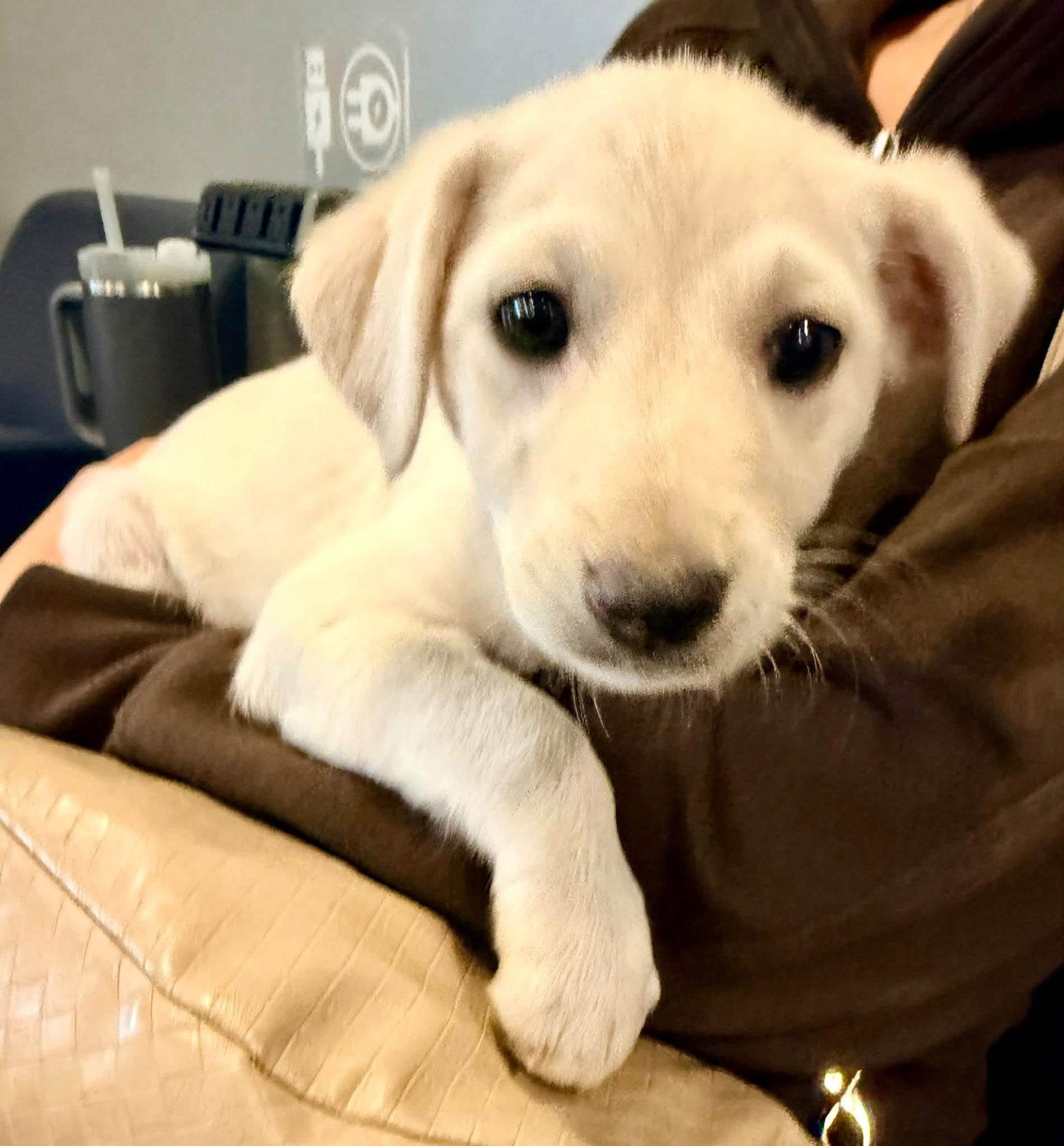 Pennie, Adoptable, Puppy Female Labrador Retriever & German Shepherd Dog.