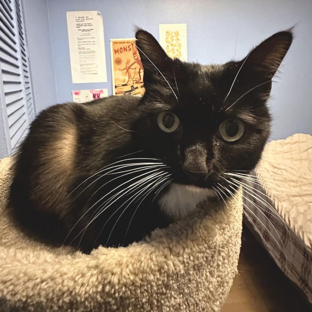 Enlarge Elfie, a Adoptable Domestic Short Hair in Tacoma, WA image 1/3
