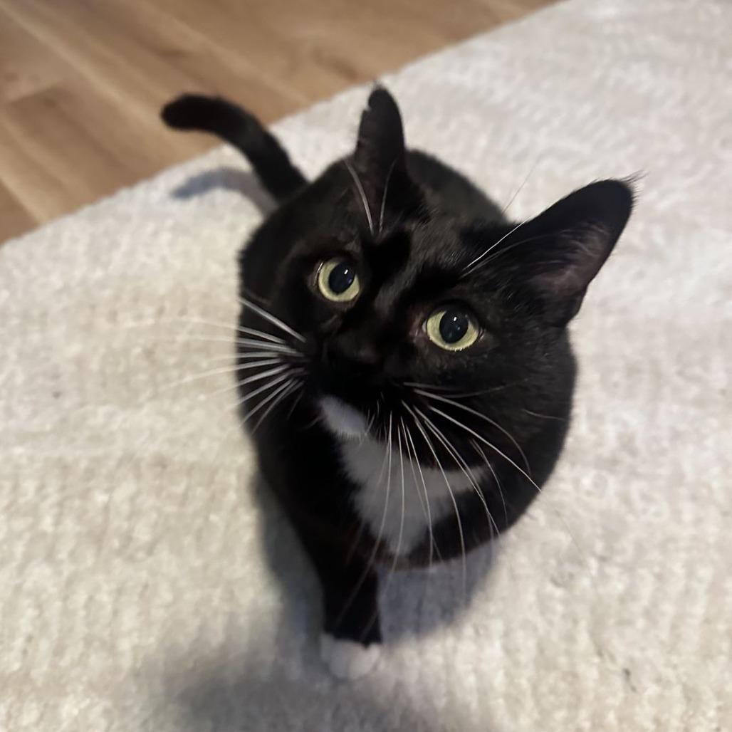 Enlarge Elfie, a Adoptable Domestic Short Hair in Tacoma, WA image 2/3