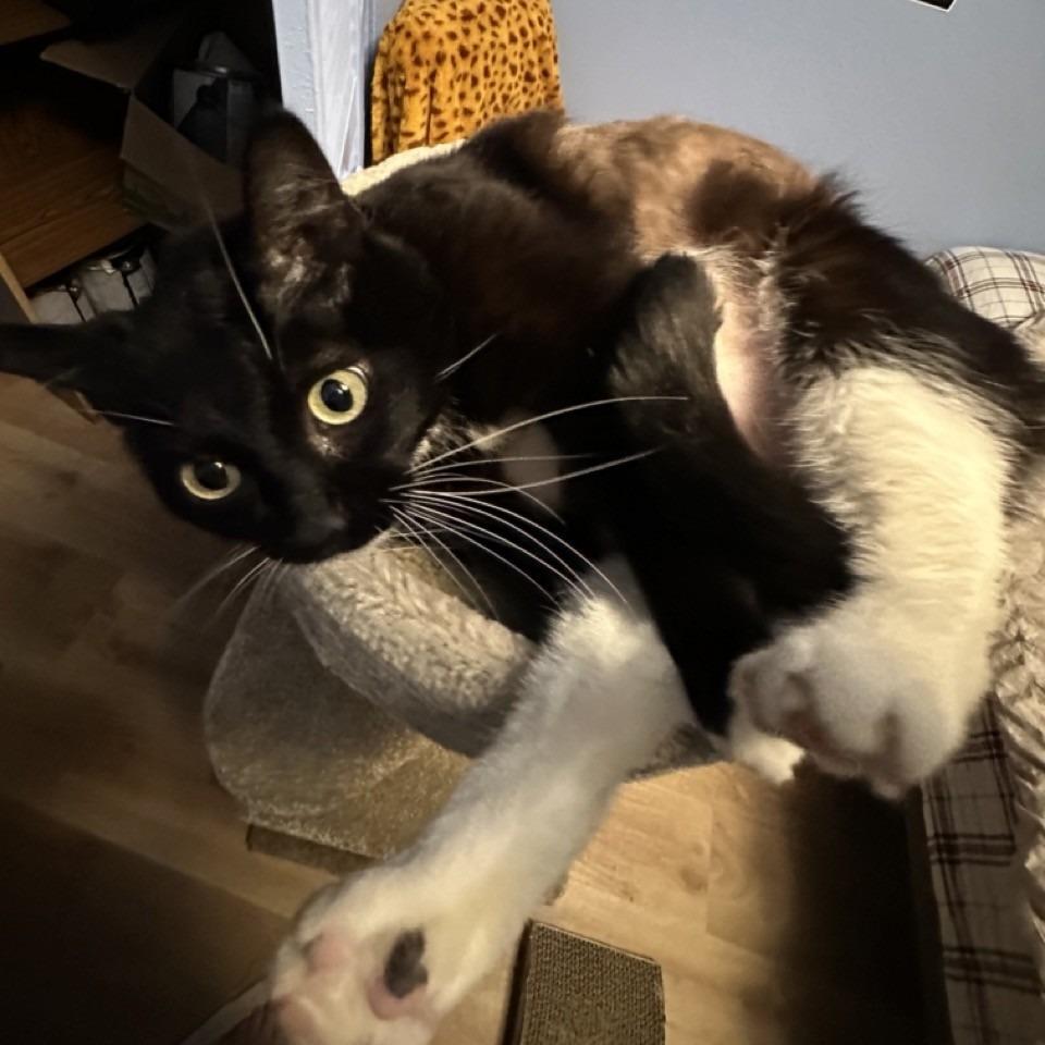 Elfie, Adoptable, Young Female Domestic Short Hair.