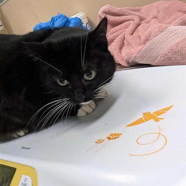 Enlarge Elfie, a Adoptable Domestic Short Hair in Tacoma, WA image 2/2