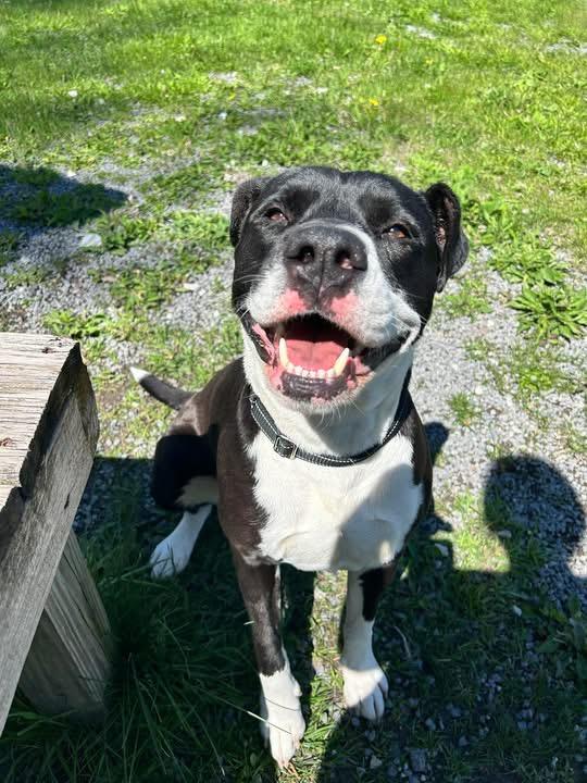 Goose, a ADOPTABLE mixed breed in Howes Cave, NY image 1/2