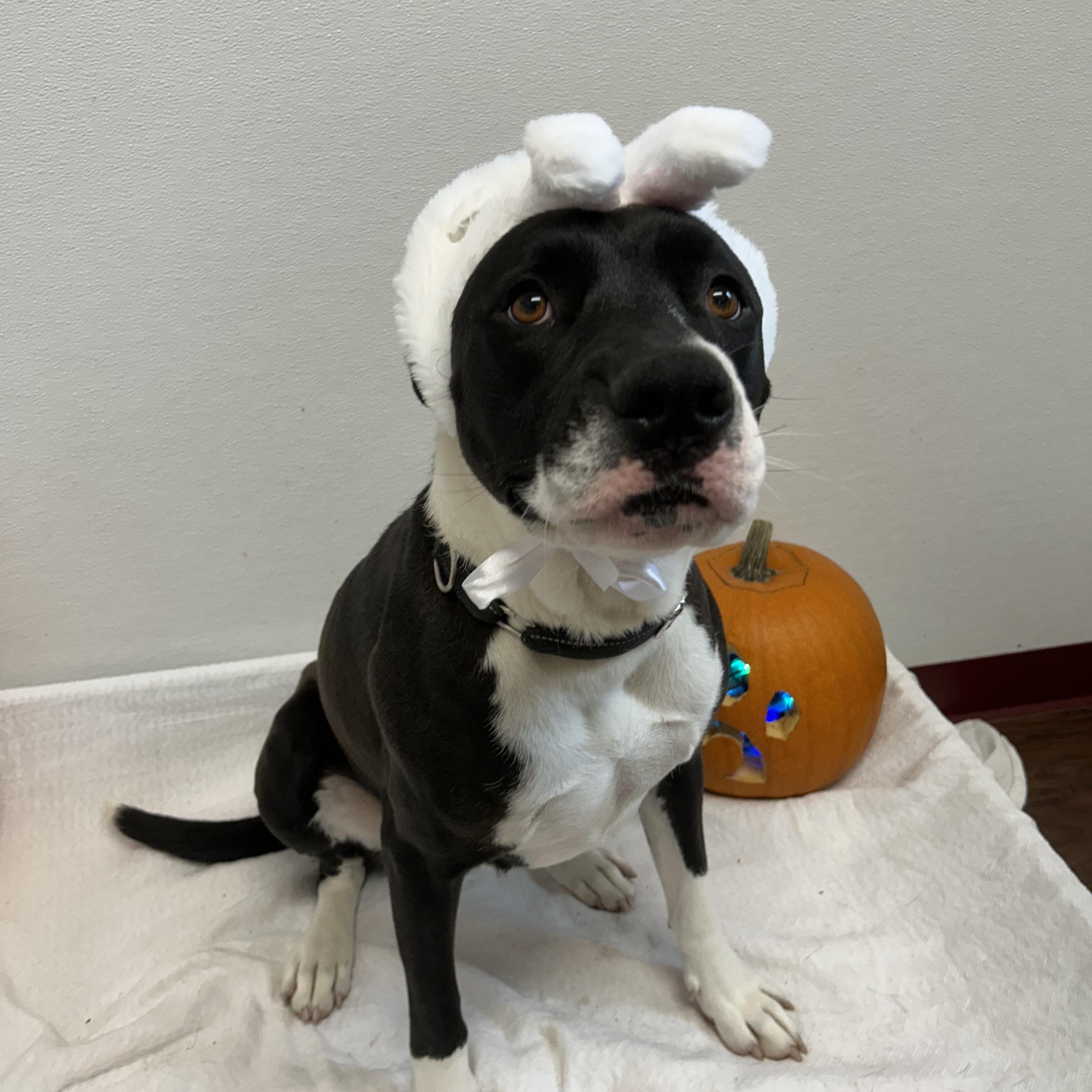 Enlarge Goose, a Adoptable mixed breed in Howes Cave, NY image 1/6