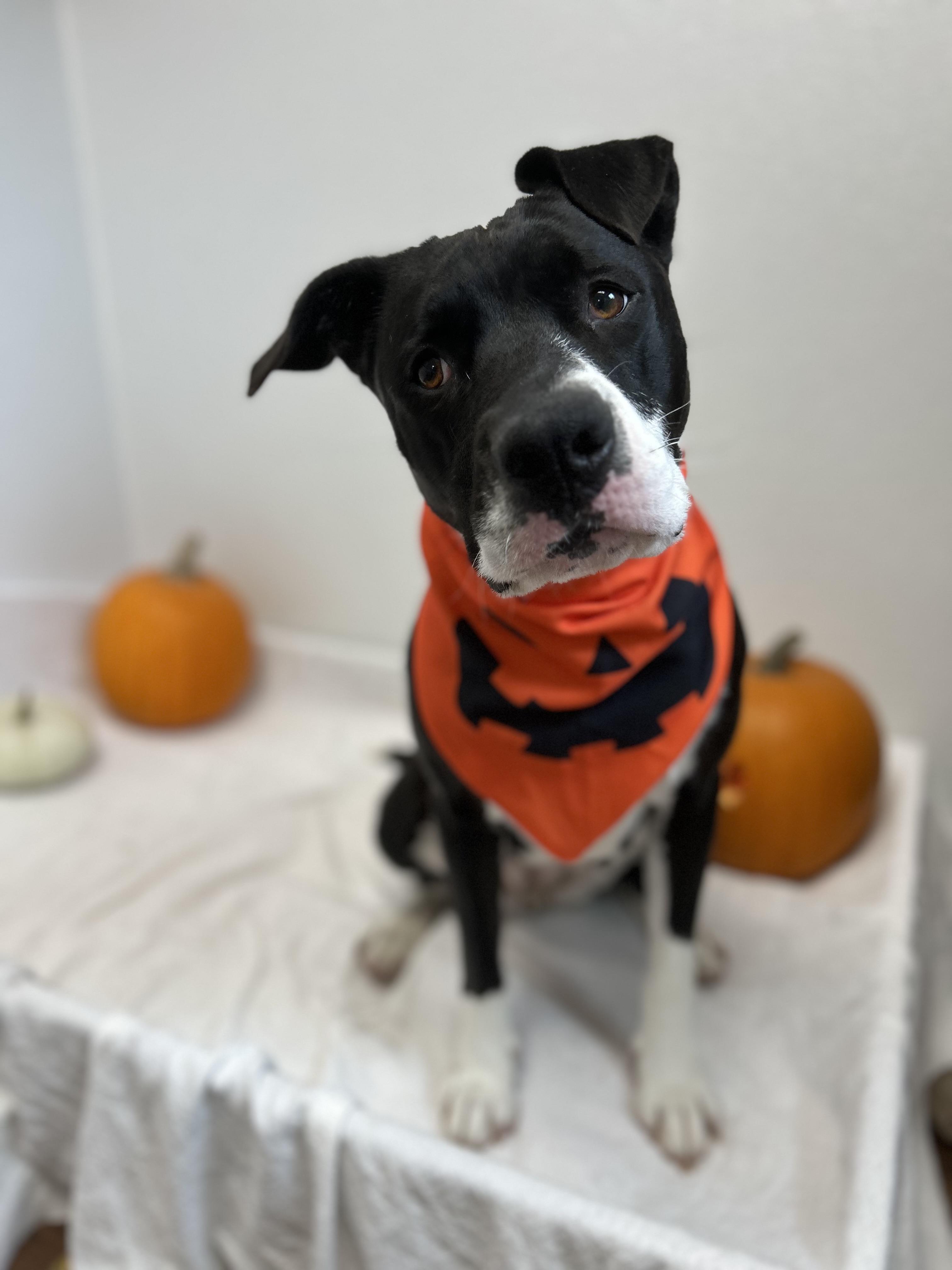 Enlarge Goose, a Adoptable mixed breed in Howes Cave, NY image 6/6