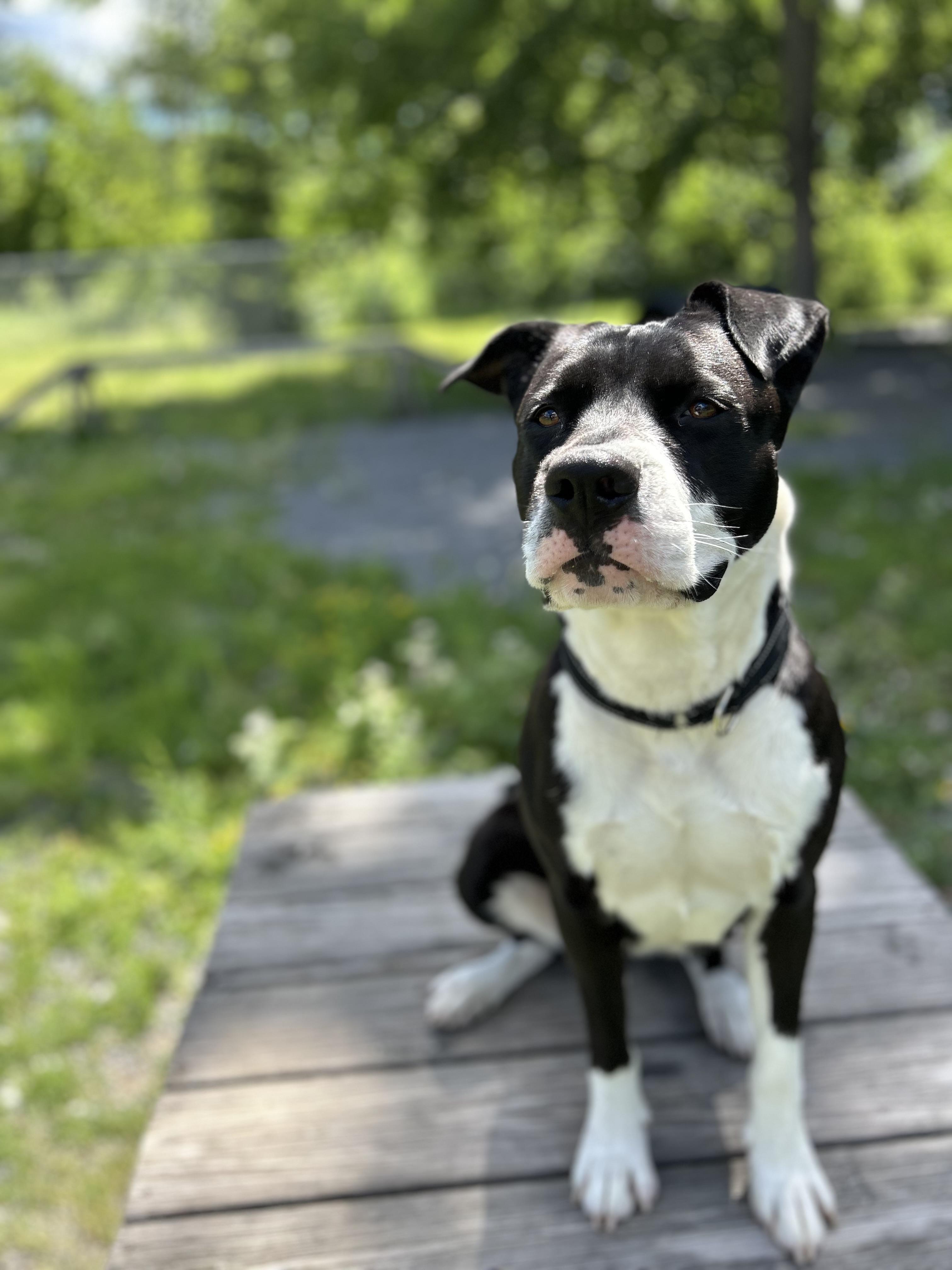 Goose, a ADOPTABLE mixed breed in Howes Cave, NY image 5/6