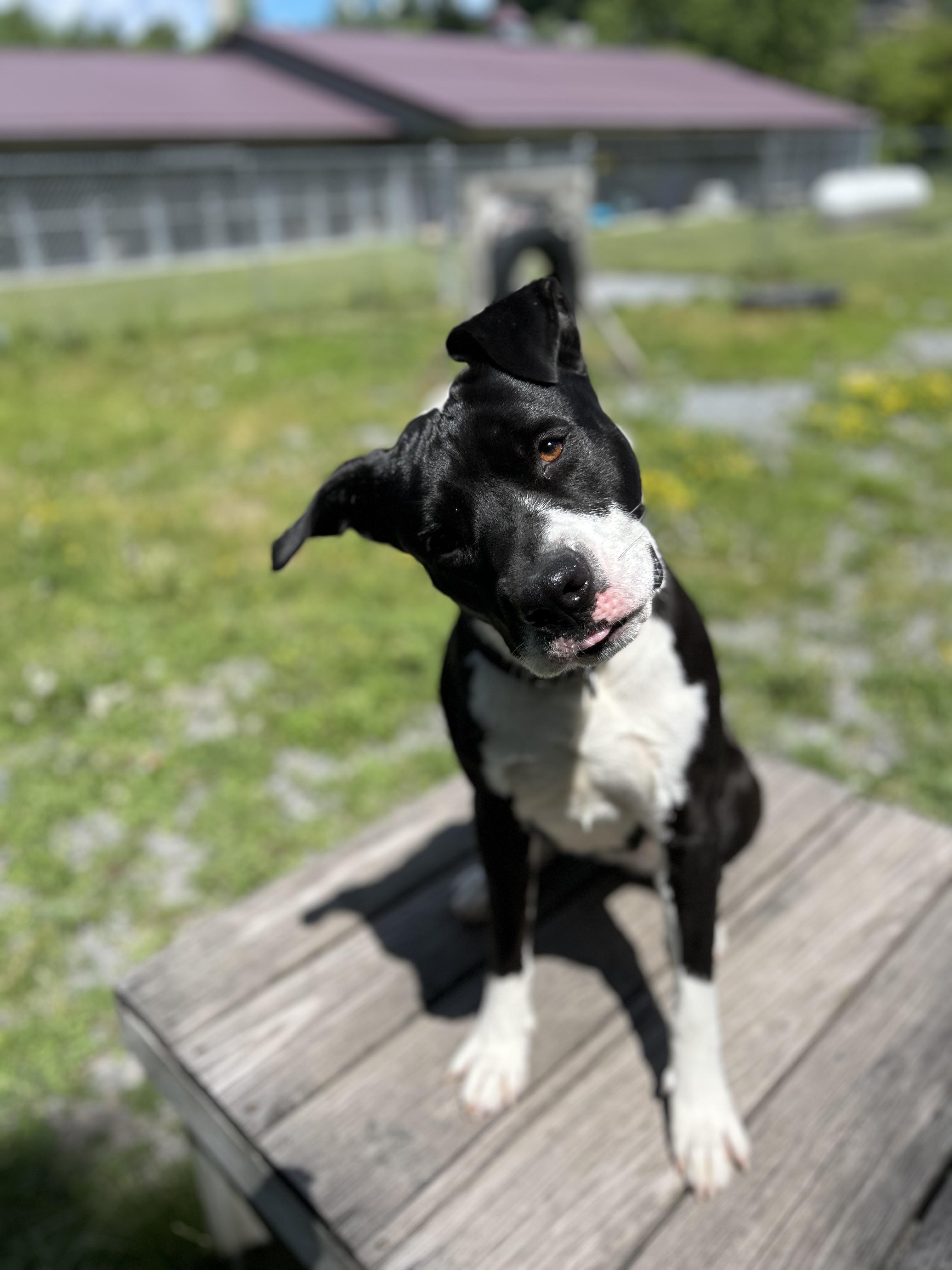 Goose, a ADOPTABLE mixed breed in Howes Cave, NY image 1/6