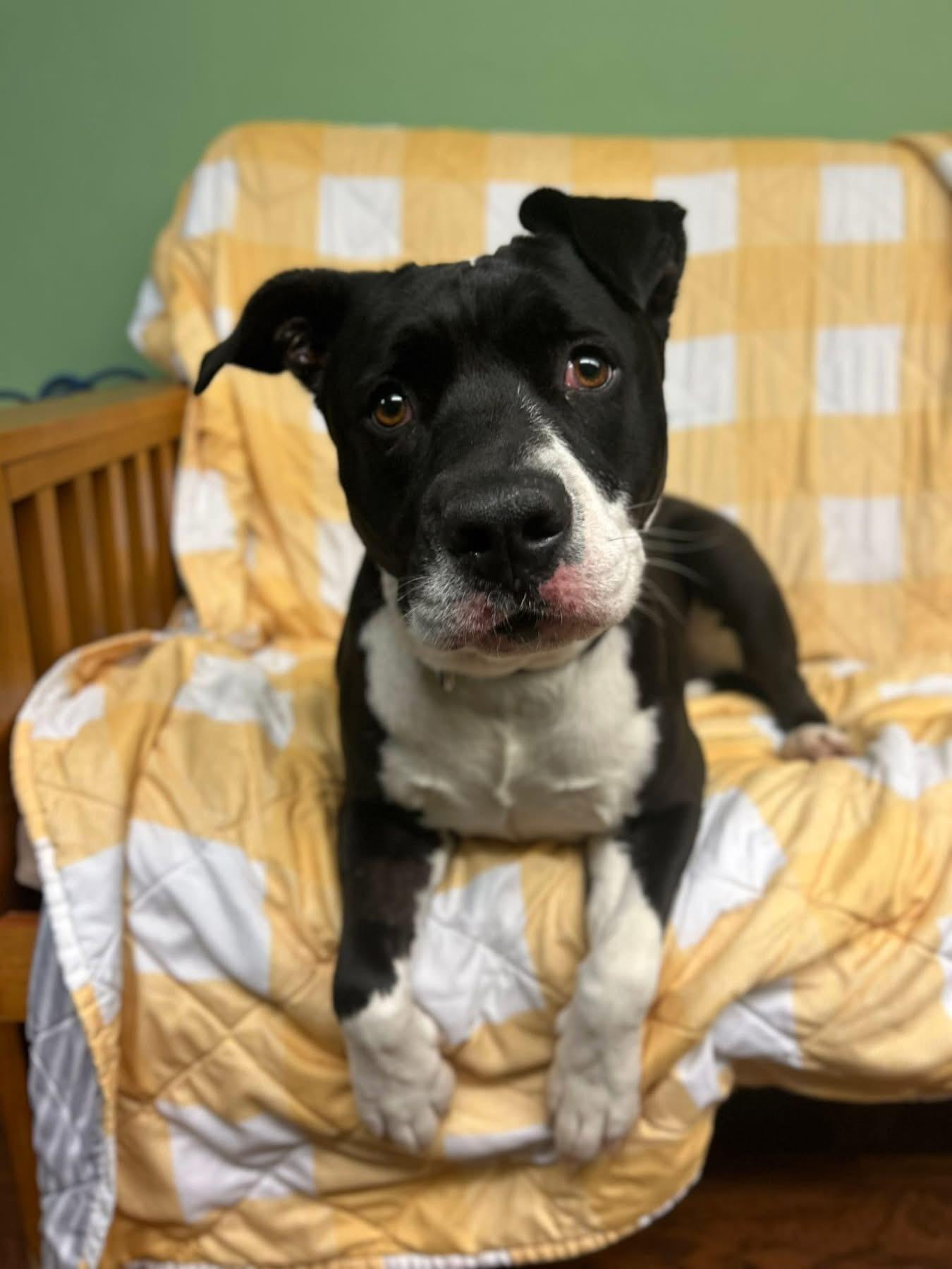 Goose, a ADOPTABLE mixed breed in Howes Cave, NY image 2/2