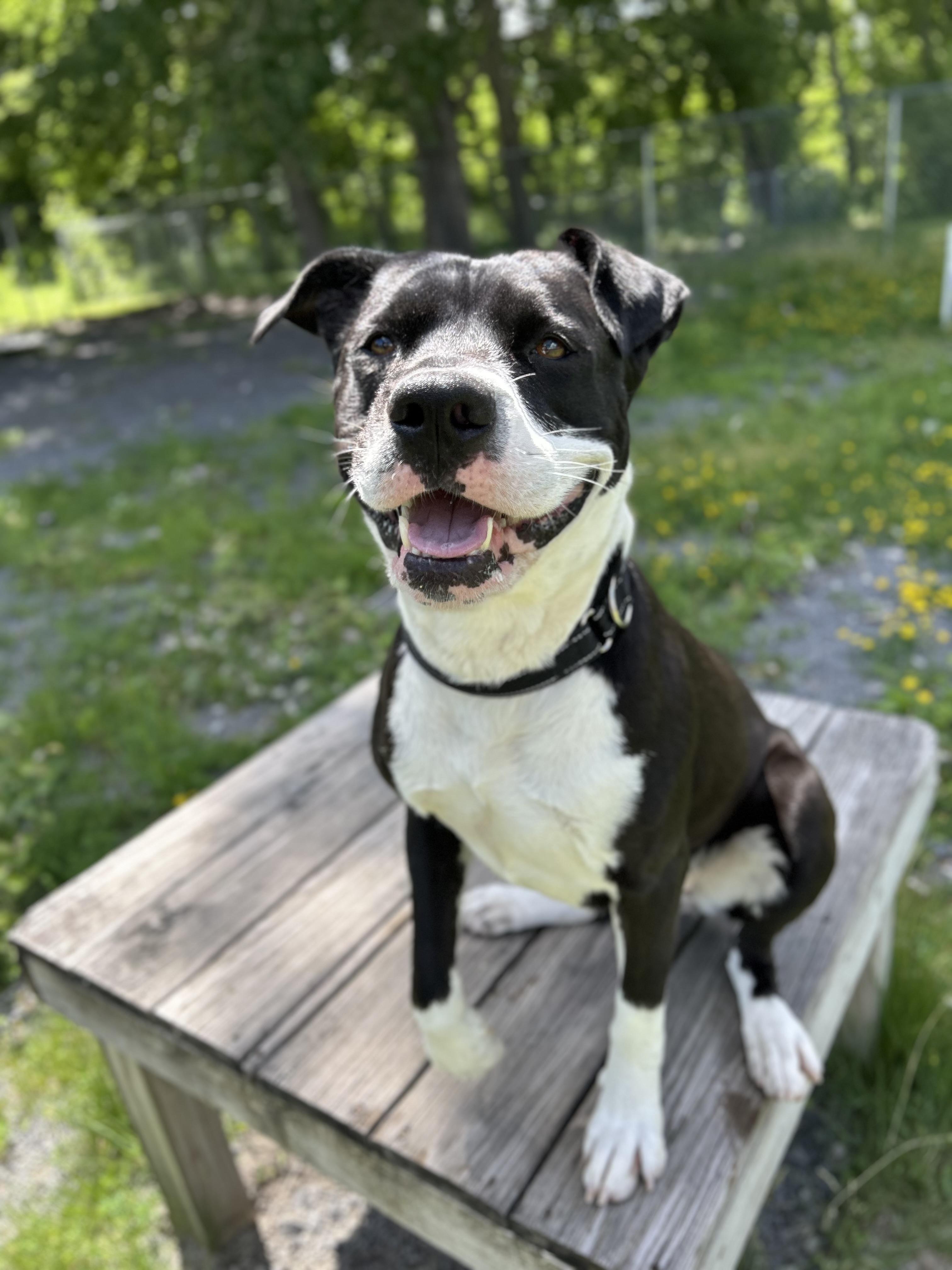 Goose, a ADOPTABLE mixed breed in Howes Cave, NY image 4/6