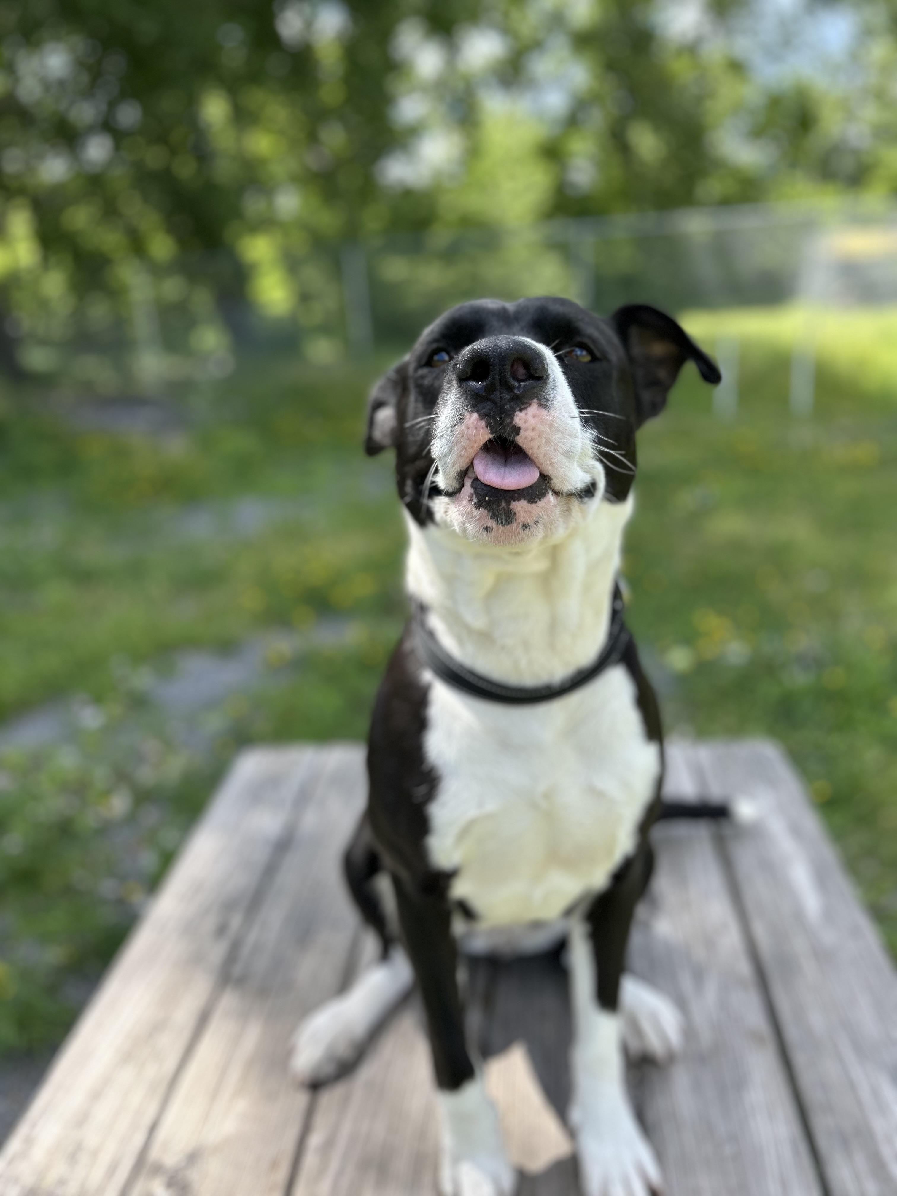 Goose, a ADOPTABLE mixed breed in Howes Cave, NY image 6/6