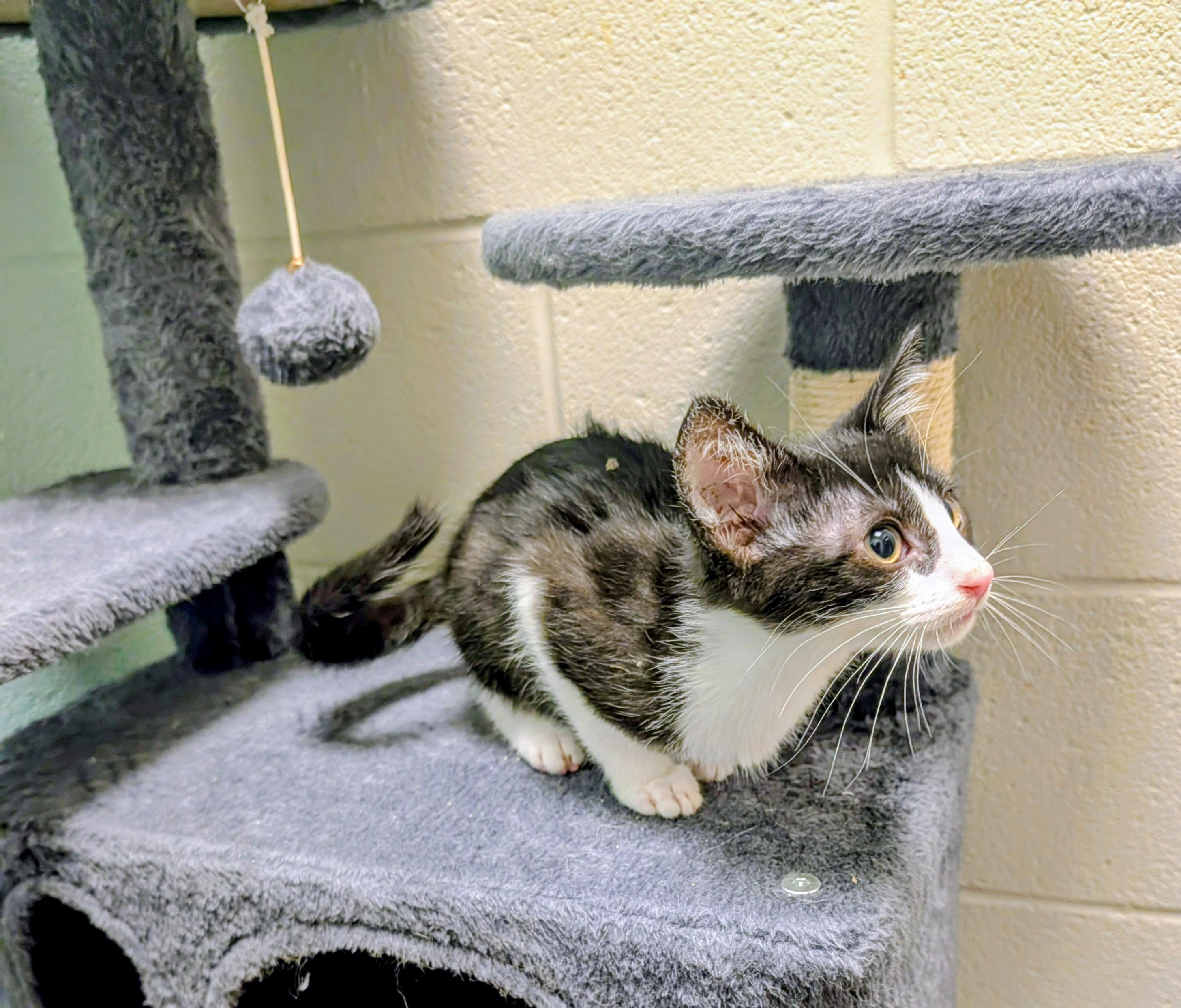 Judge McCool, ADOPTABLE, Young Male American Shorthair.