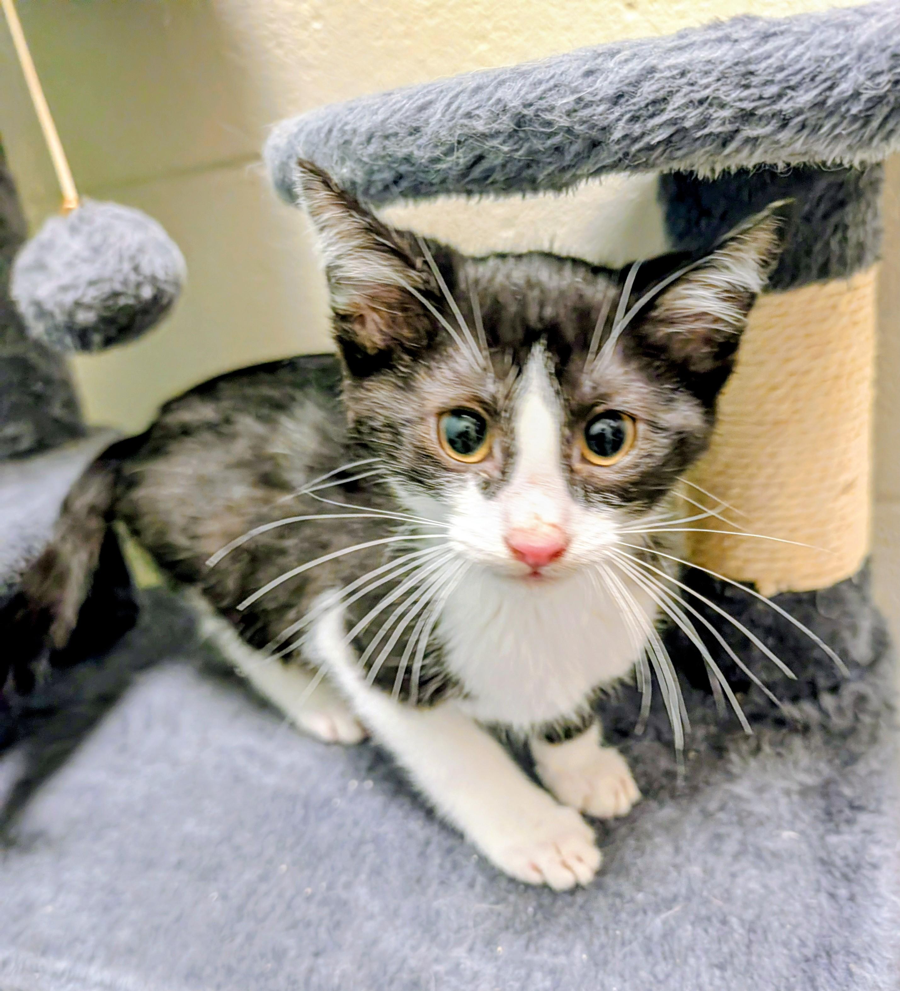 Enlarge Judge McCool, a ADOPTABLE mixed breed in Mount Juliet, TN image 2/2