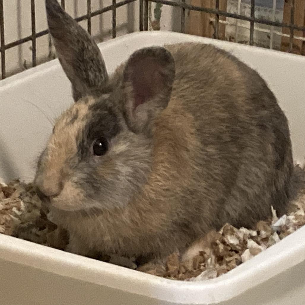 Graham, Adoptable, Young Male Harlequin & Lionhead.