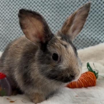 Graham, a Adoptable mixed breed in Baltimore, MD image 1/6