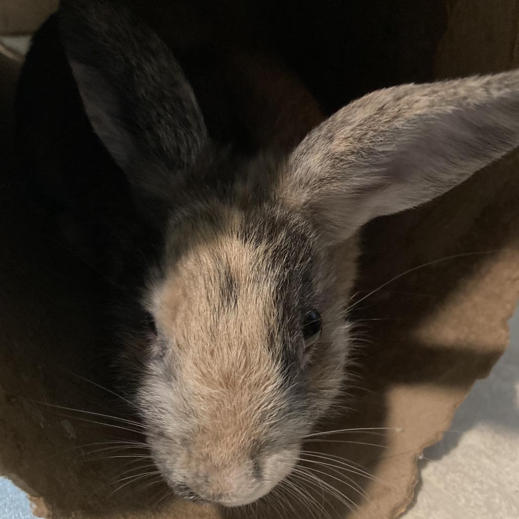 Graham, a Adoptable mixed breed in Baltimore, MD image 2/6