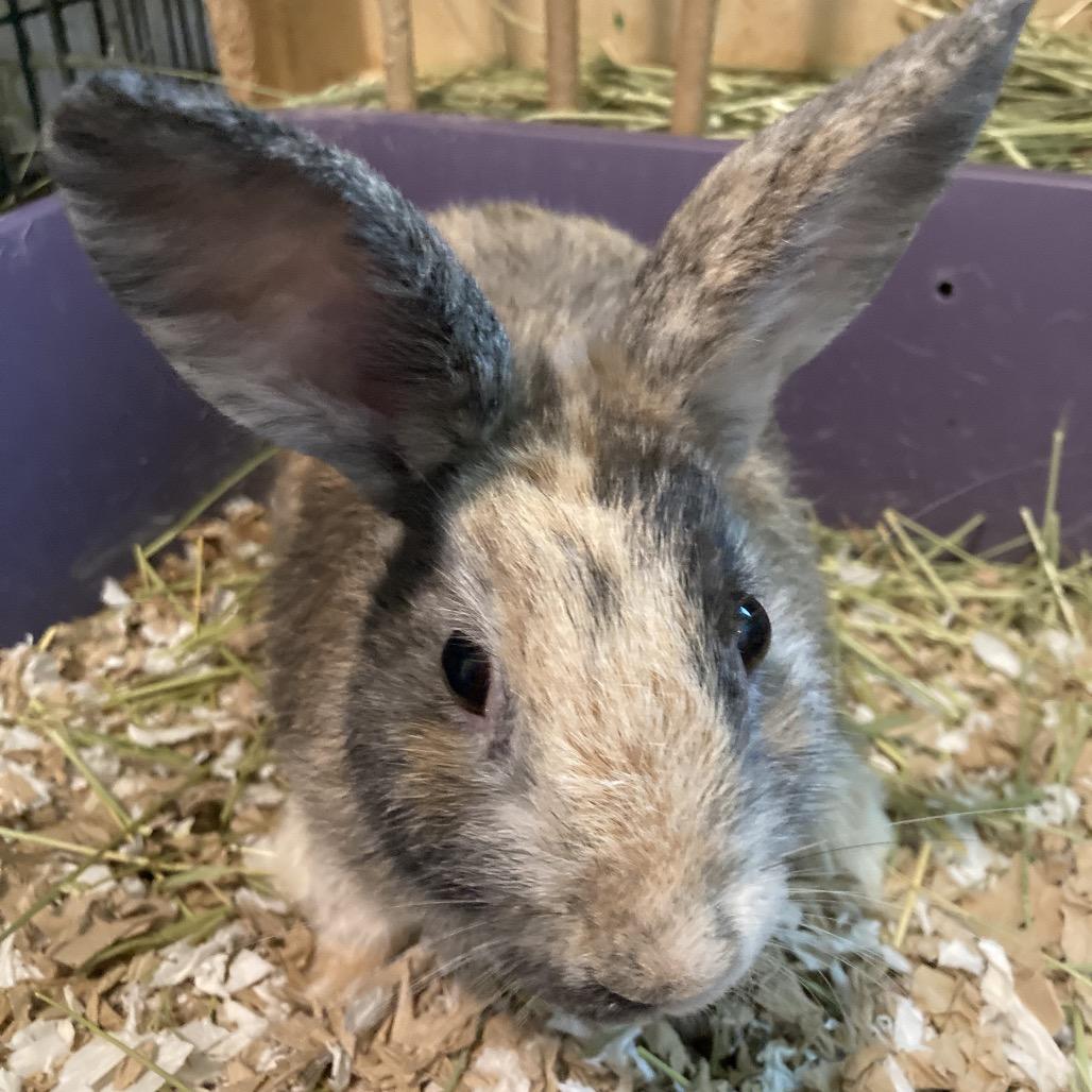 Graham, a Adoptable mixed breed in Baltimore, MD image 3/6